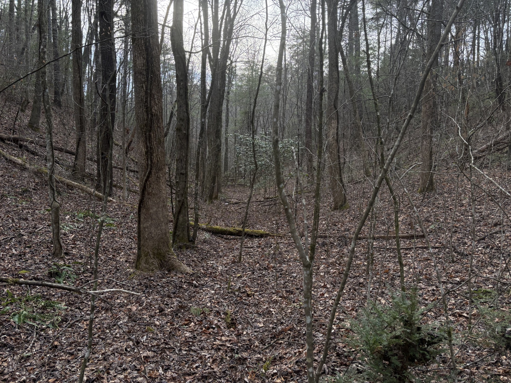 0 Maple Springs Road Tellico Plains TN 37385