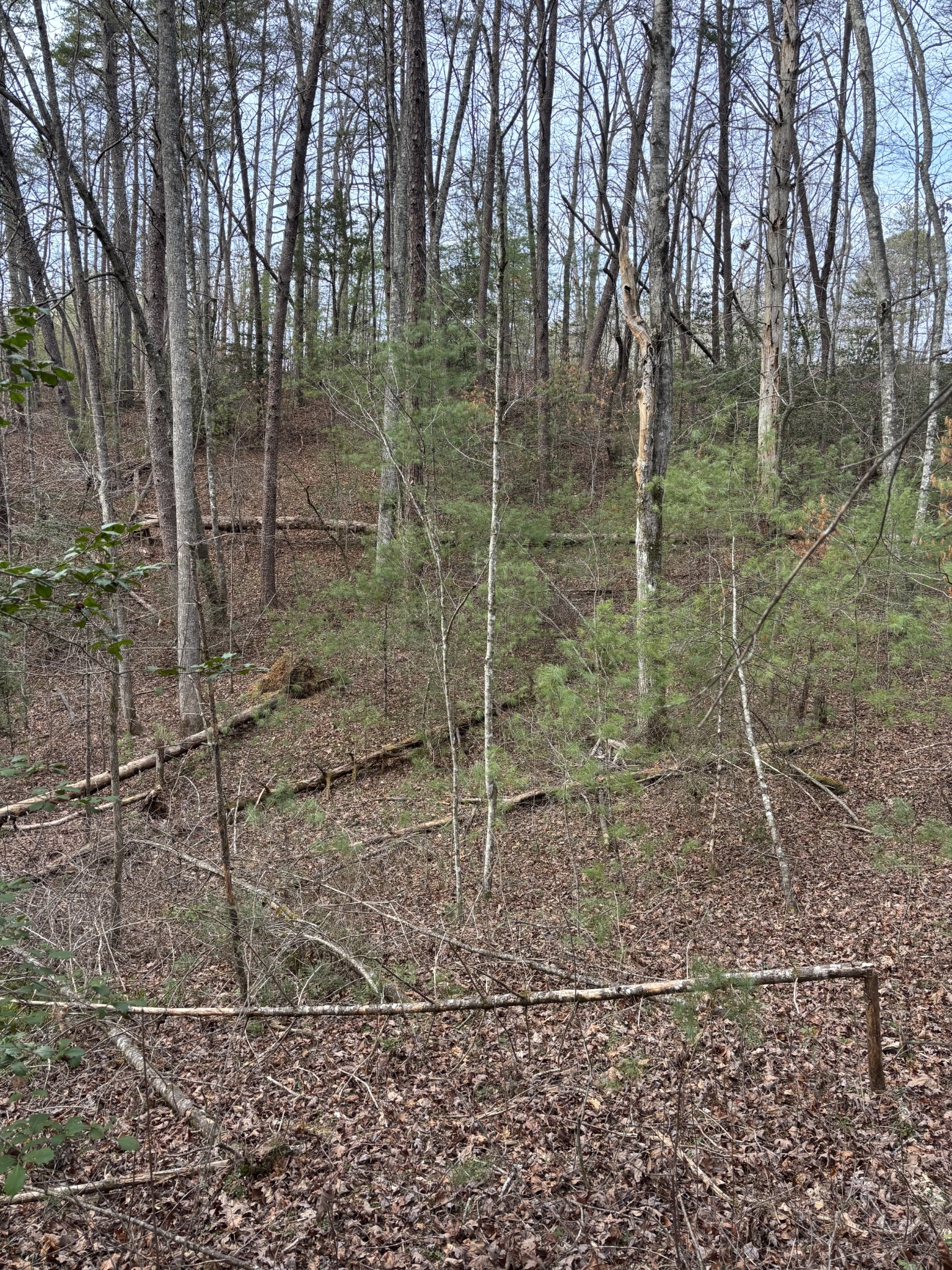 0 Maple Springs Road Tellico Plains TN 37385