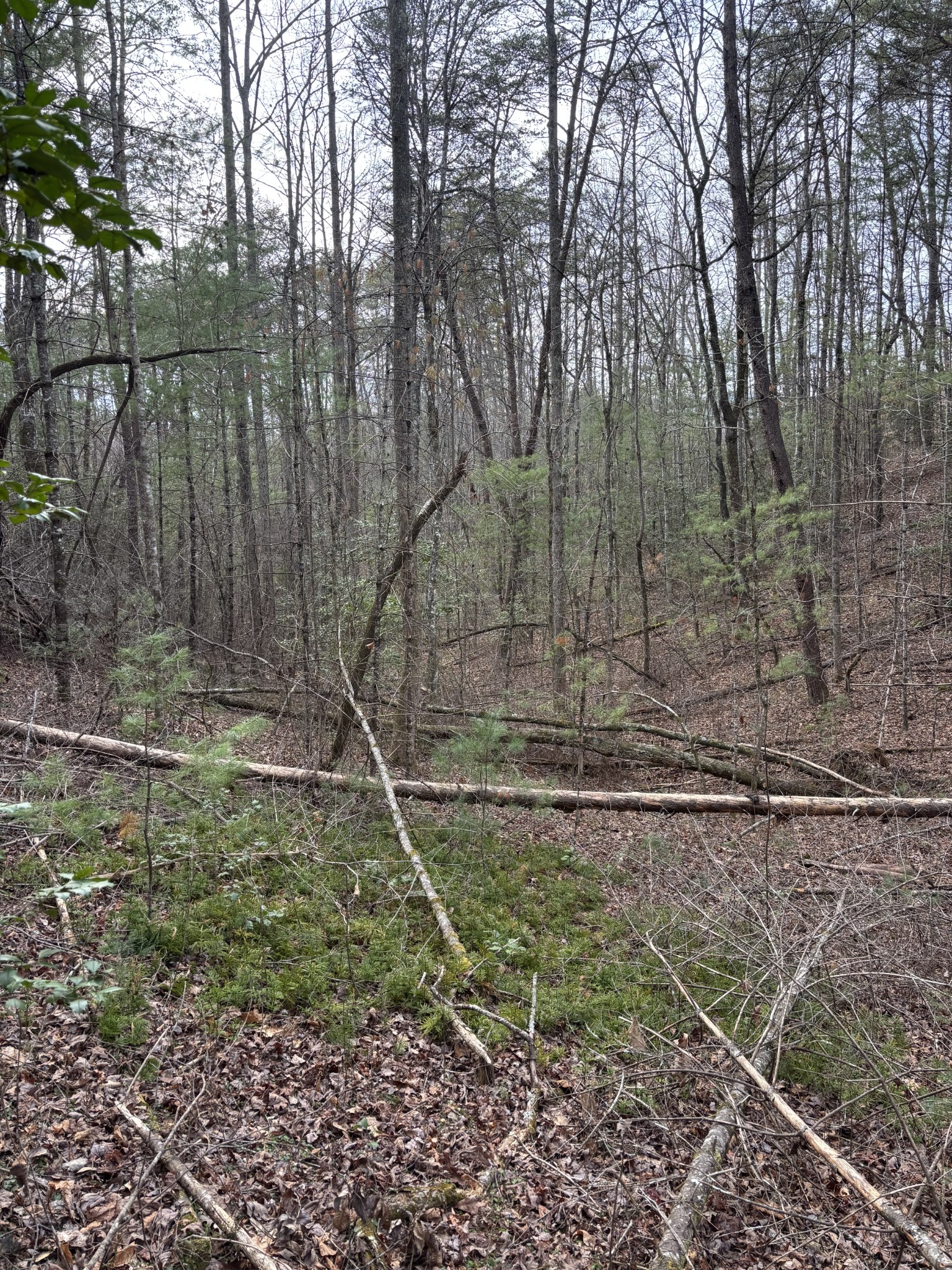 0 Maple Springs Road Tellico Plains TN 37385