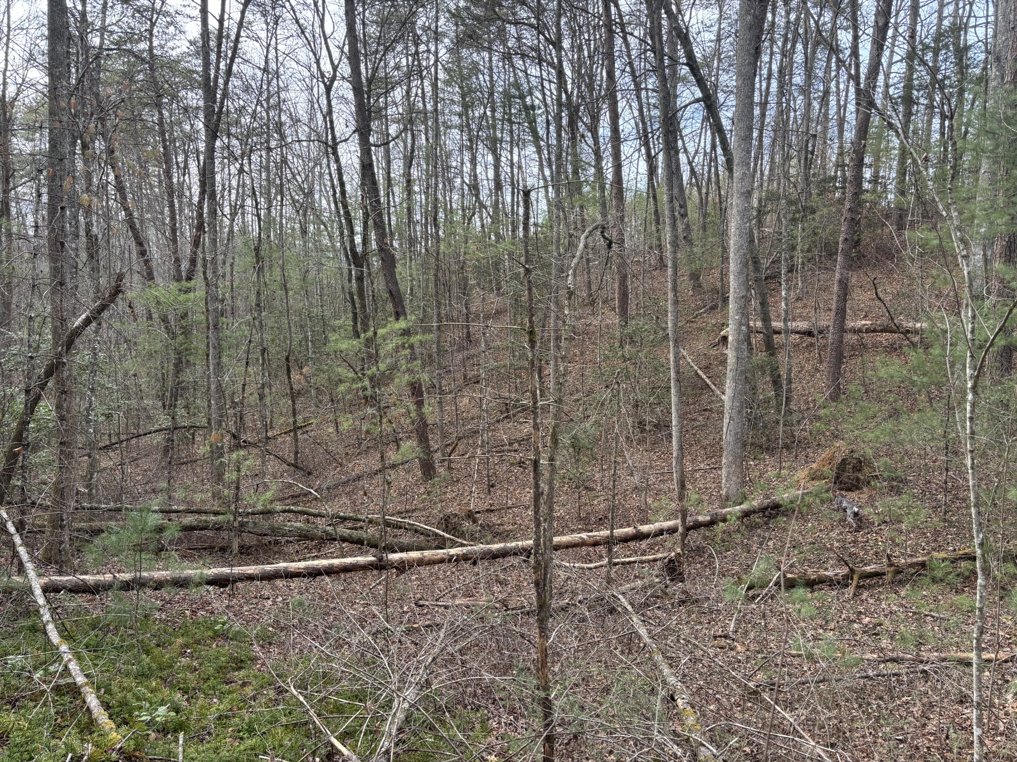 0 Maple Springs Road Tellico Plains TN 37385