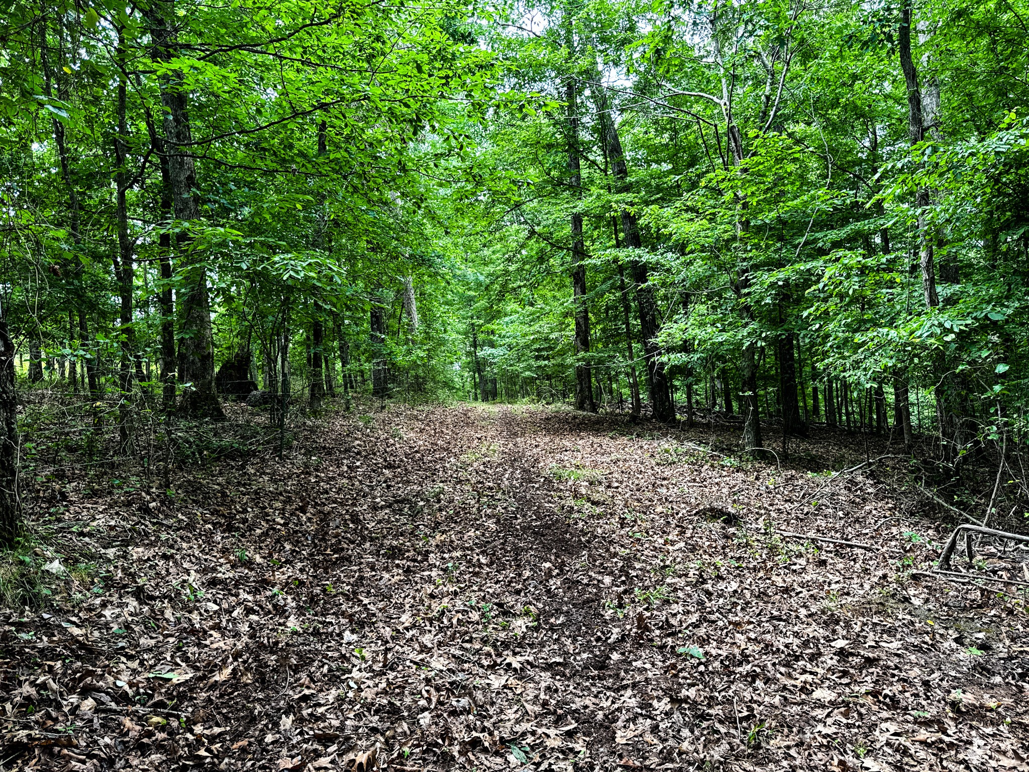1198 David Patterson Road Lutts TN 38471
