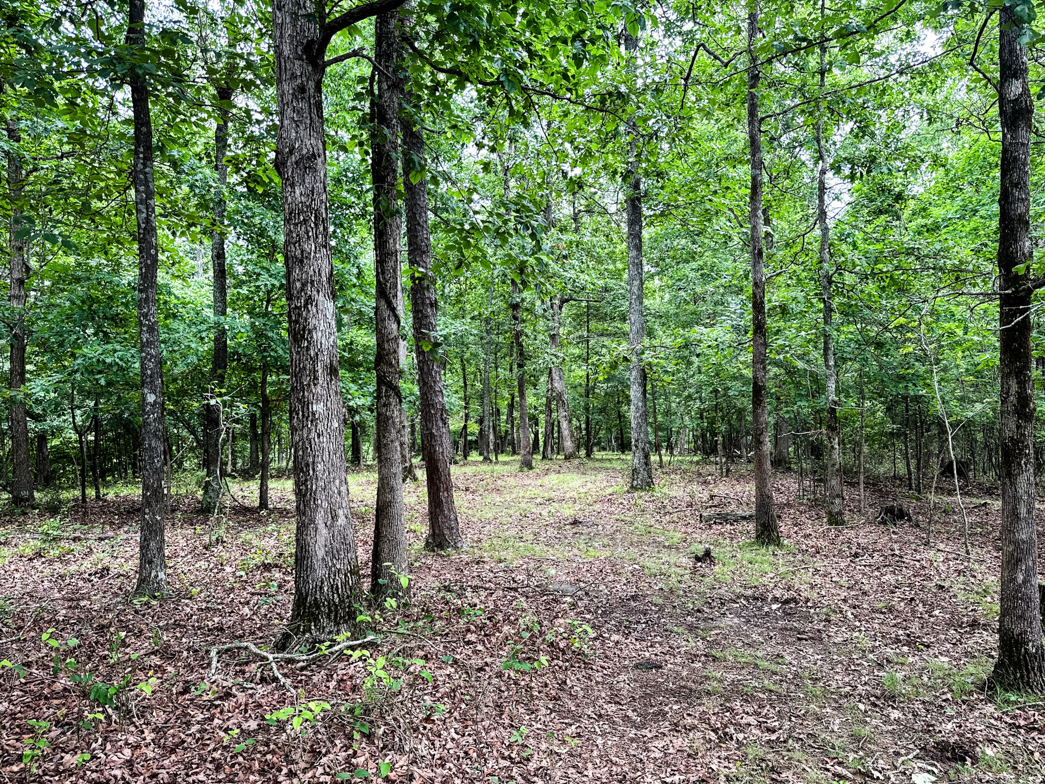 1198 David Patterson Road Lutts TN 38471