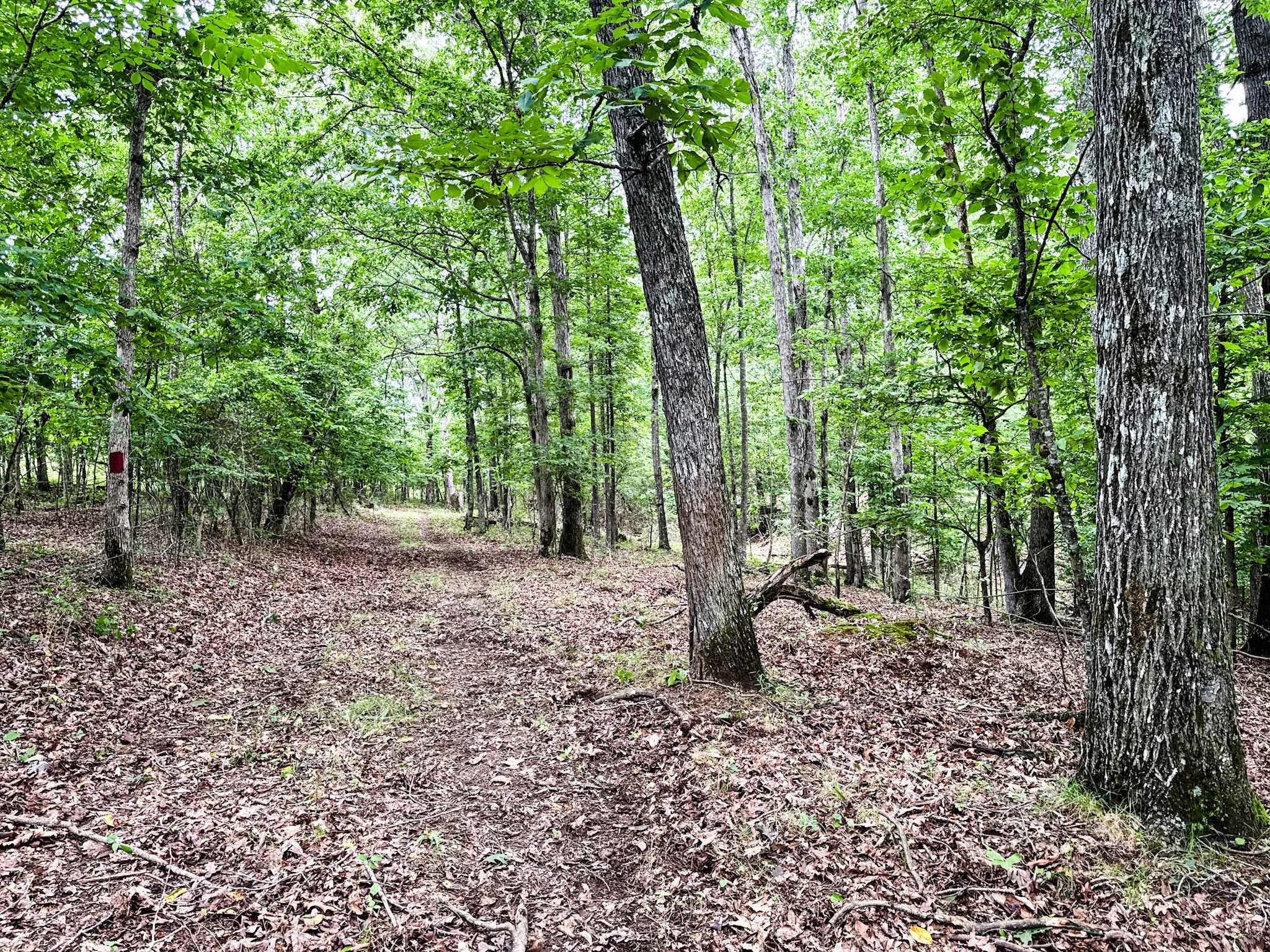 1198 David Patterson Road Lutts TN 38471