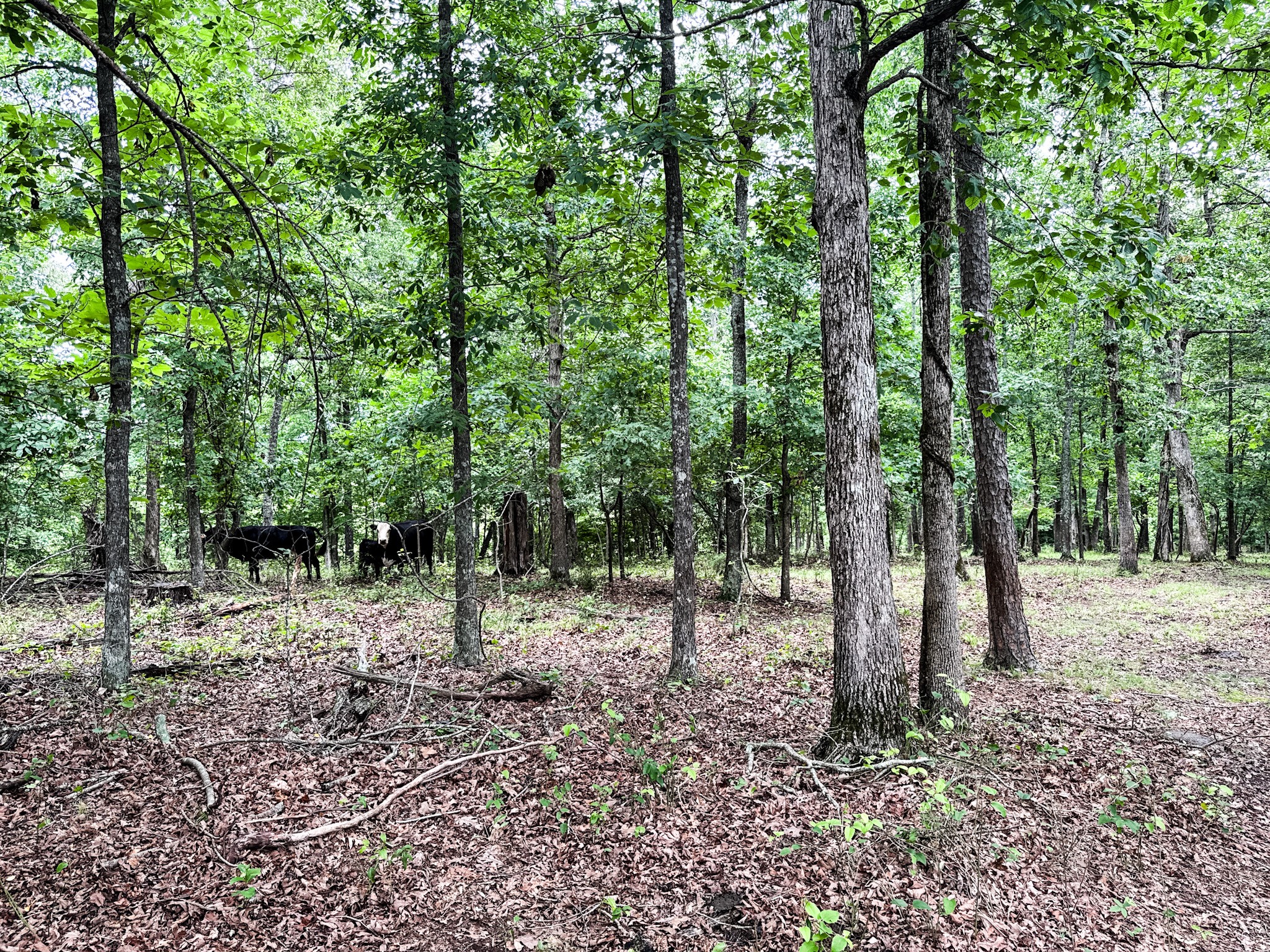 1198 David Patterson Road Lutts TN 38471