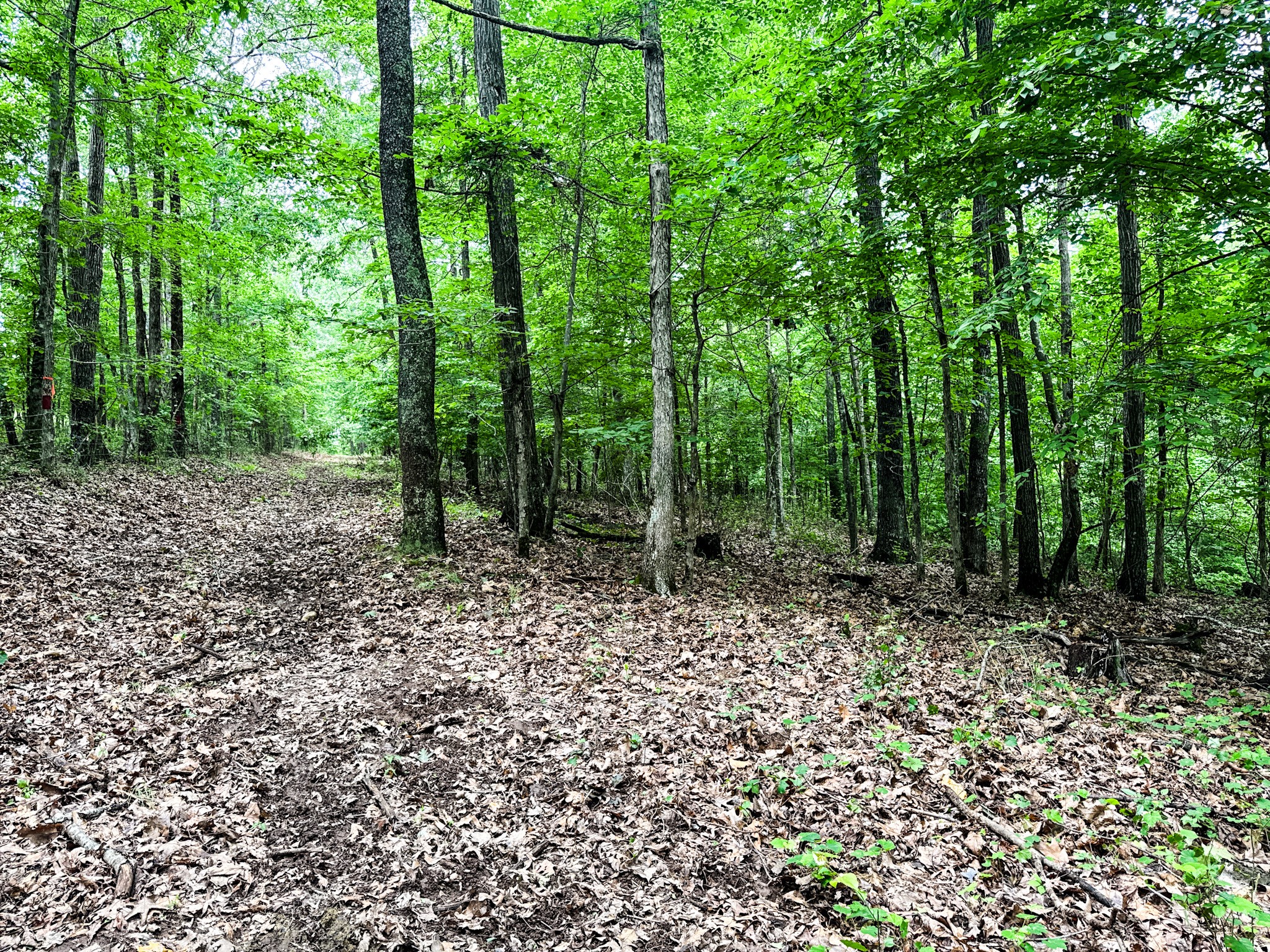 1198 David Patterson Road Lutts TN 38471