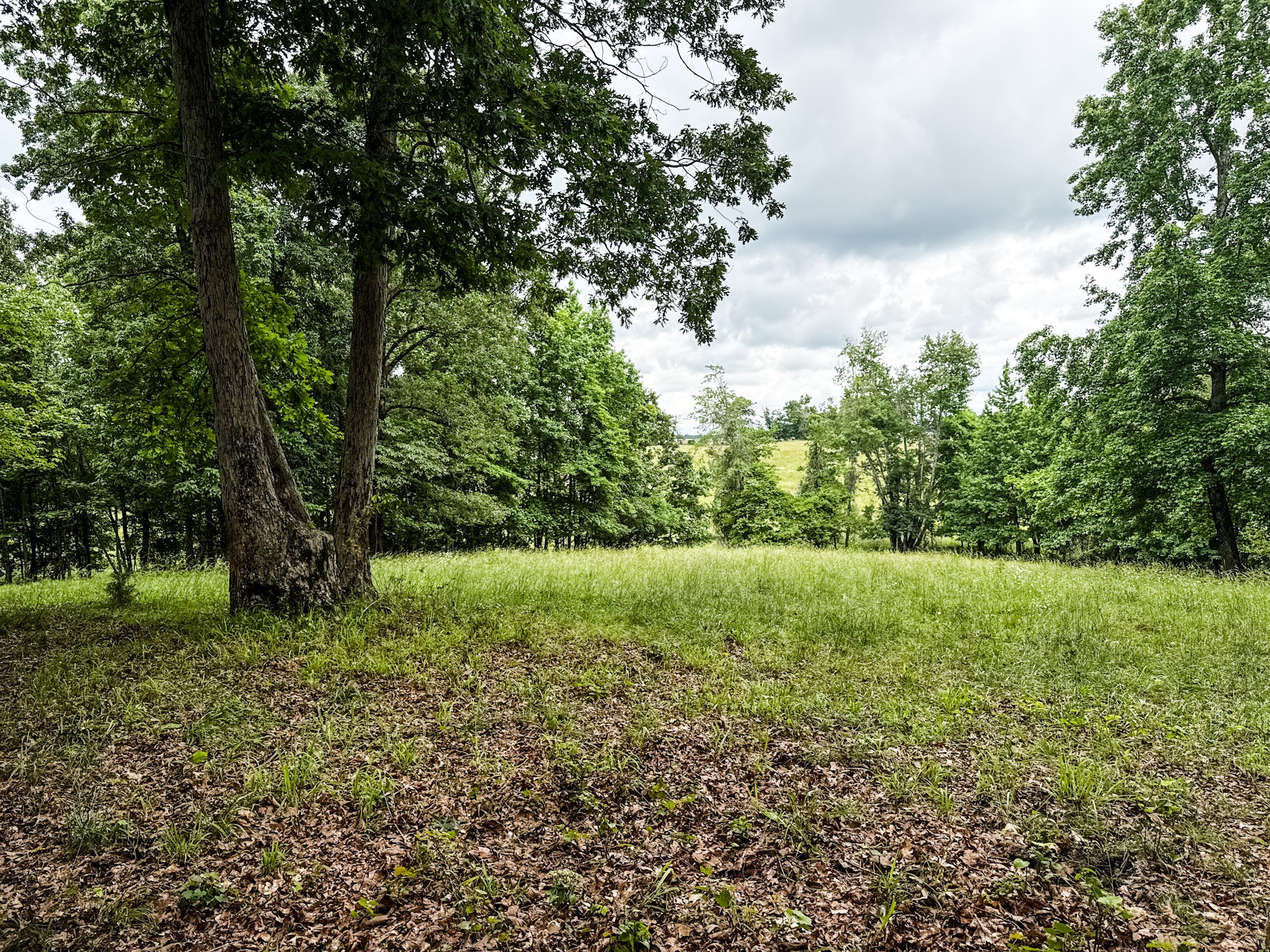 1198 David Patterson Road Lutts TN 38471