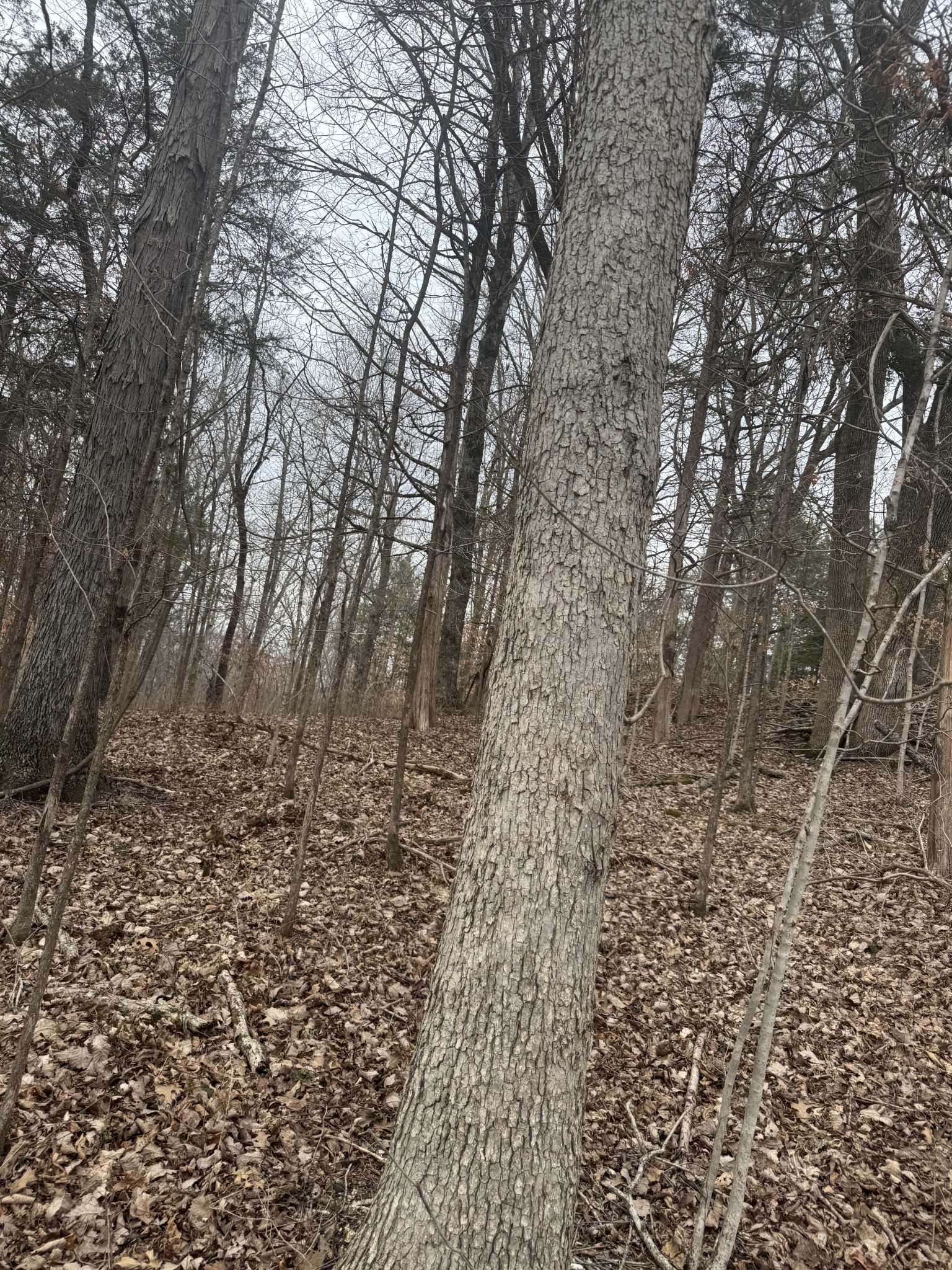 0 Highway 41 A, N Shelbyville TN 37160