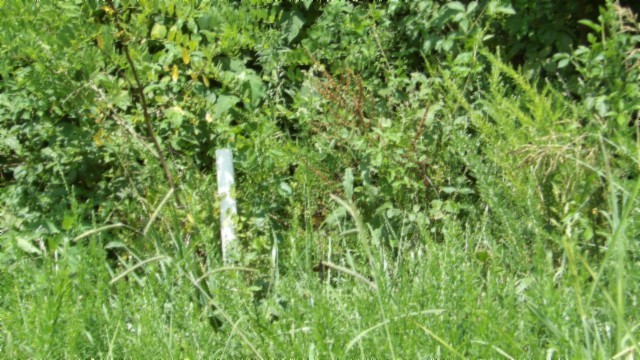 4 F Trout Lane Hilham TN 38568