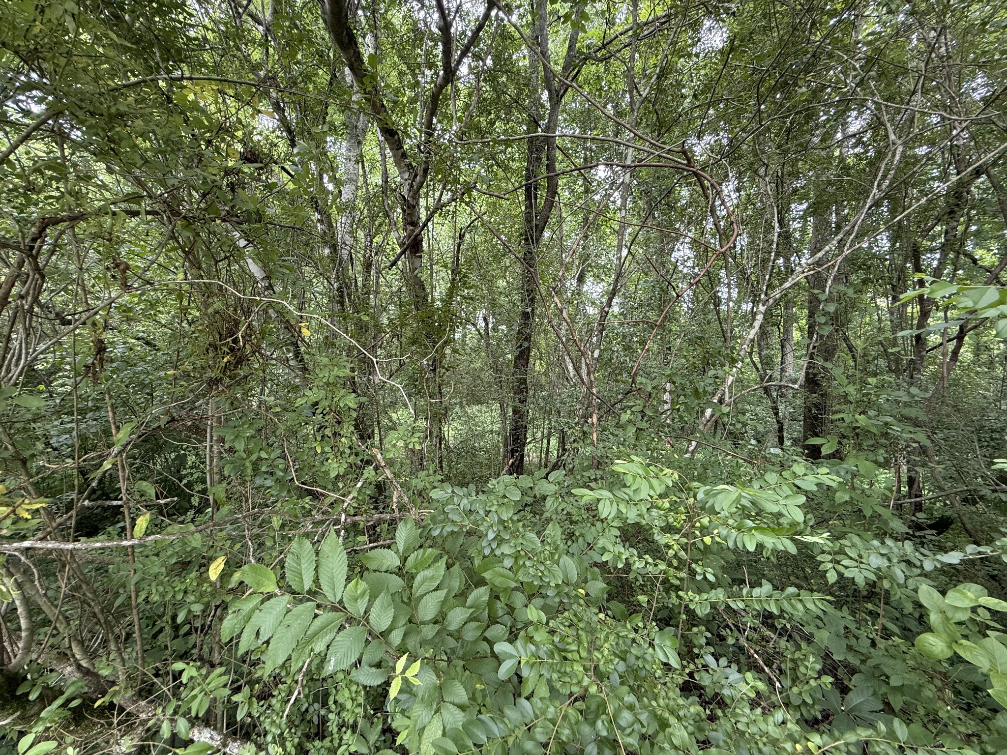 210 Edwin Smith Lane Gainesboro TN 38562
