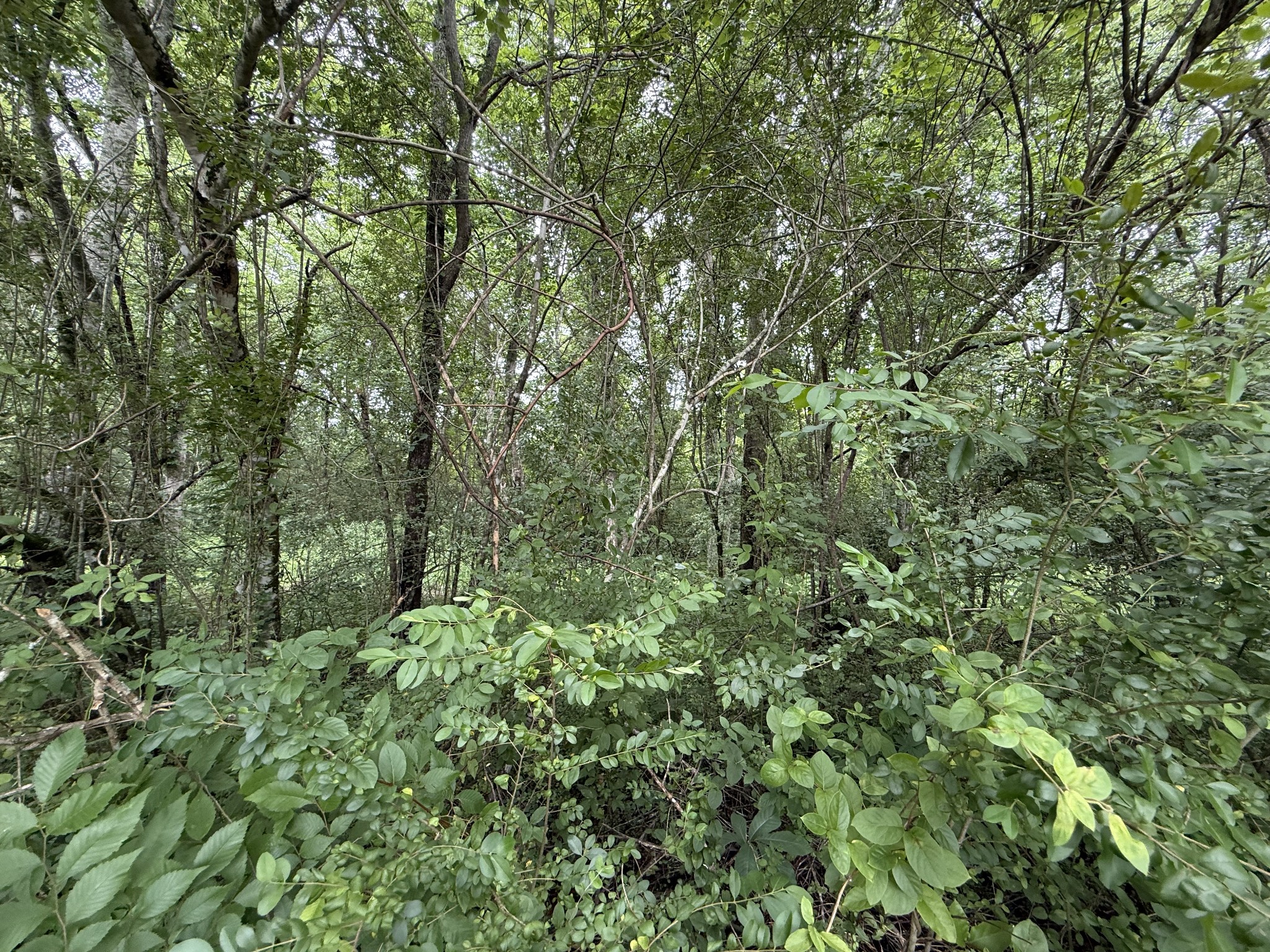 210 Edwin Smith Lane Gainesboro TN 38562