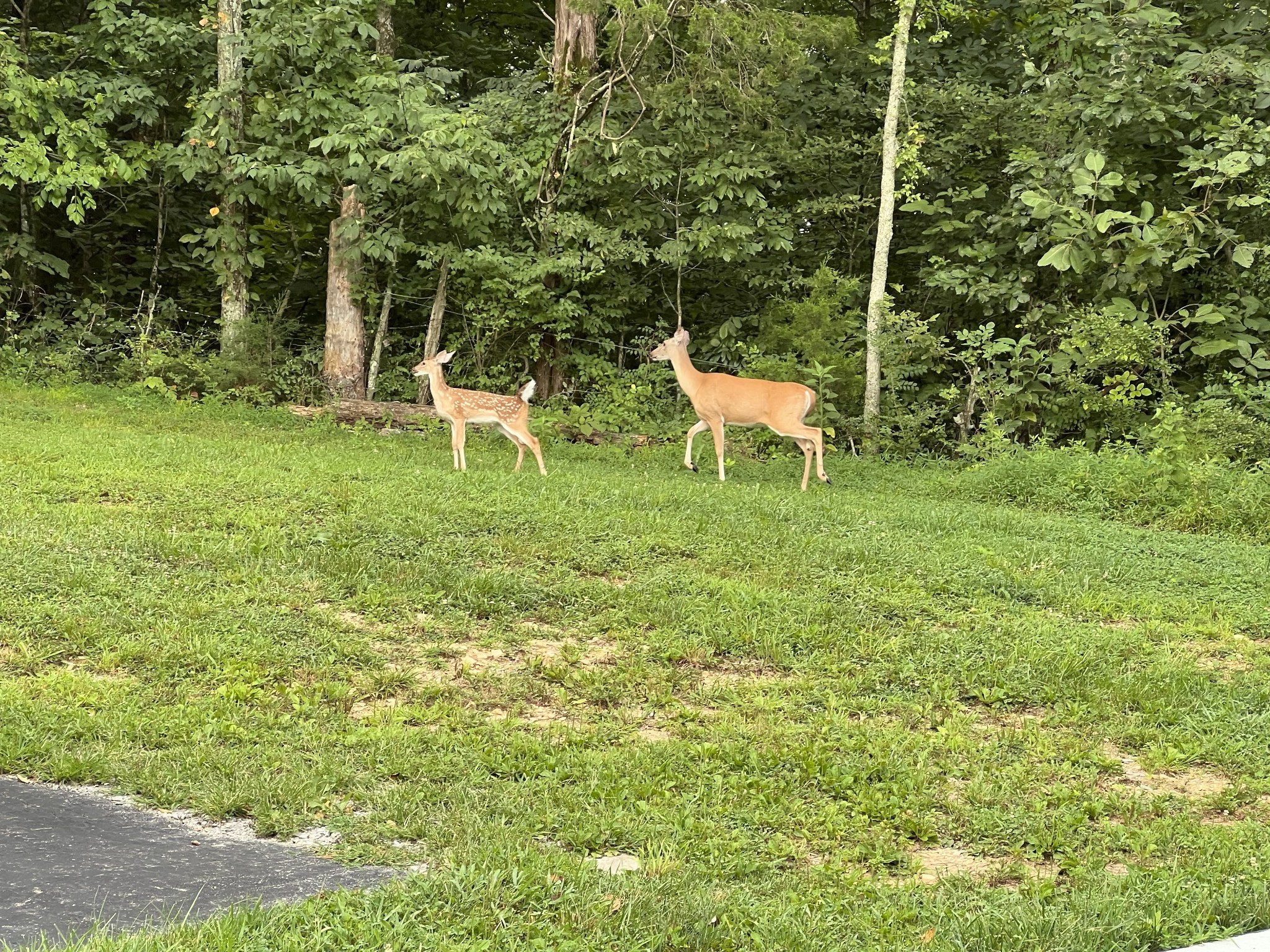 1555 Heller Ridge Spring Hill TN 37174