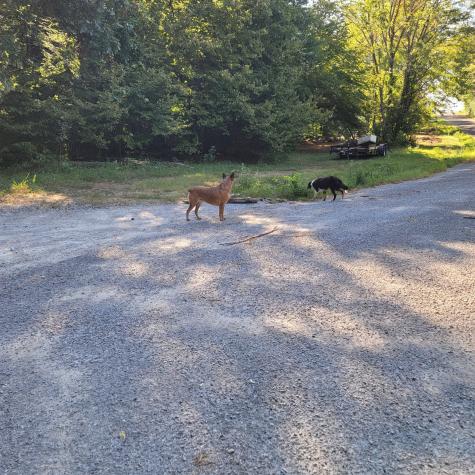 0 Greenfield Estates Drive Culleoka TN 38451