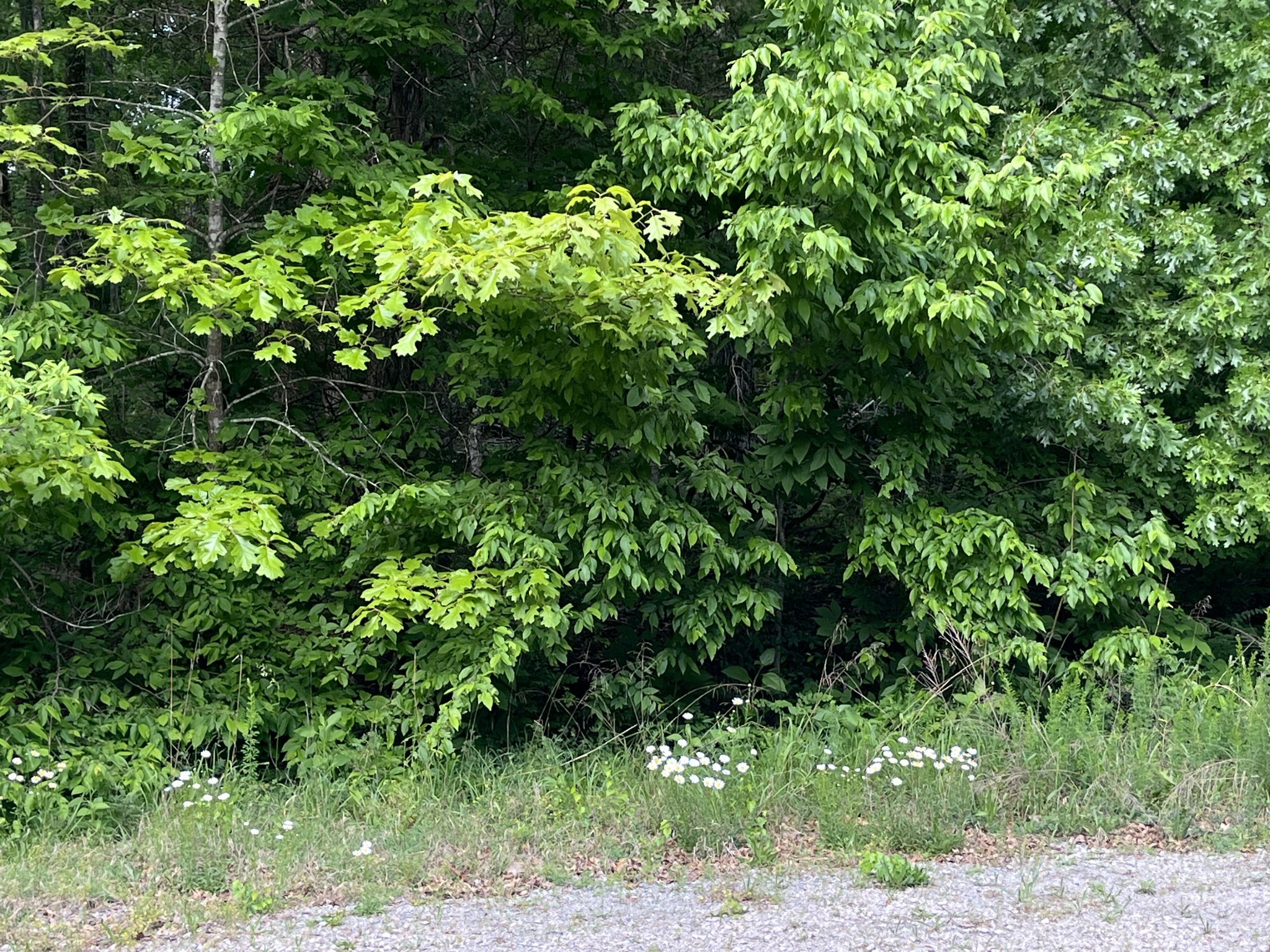 0 Greenfield Estates Drive Culleoka TN 38451