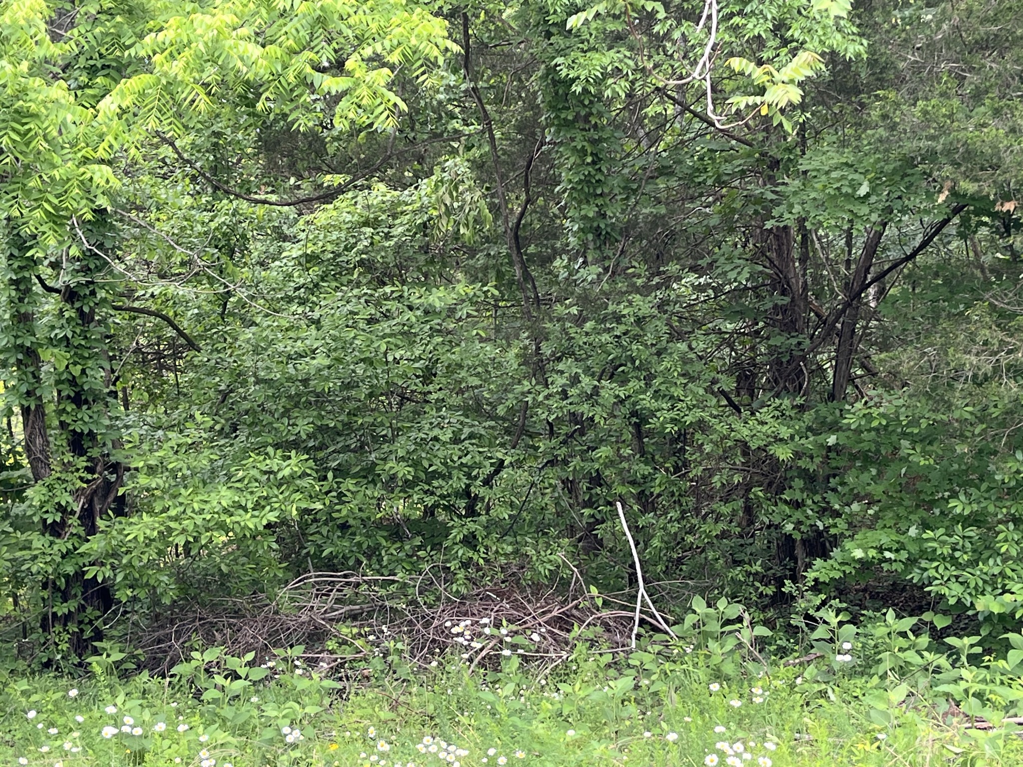 0 Greenfield Estates Drive Culleoka TN 38451