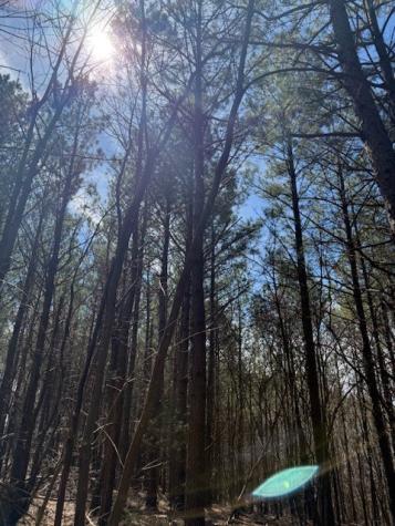 2 Hohenwald Highway Waynesboro TN 38485