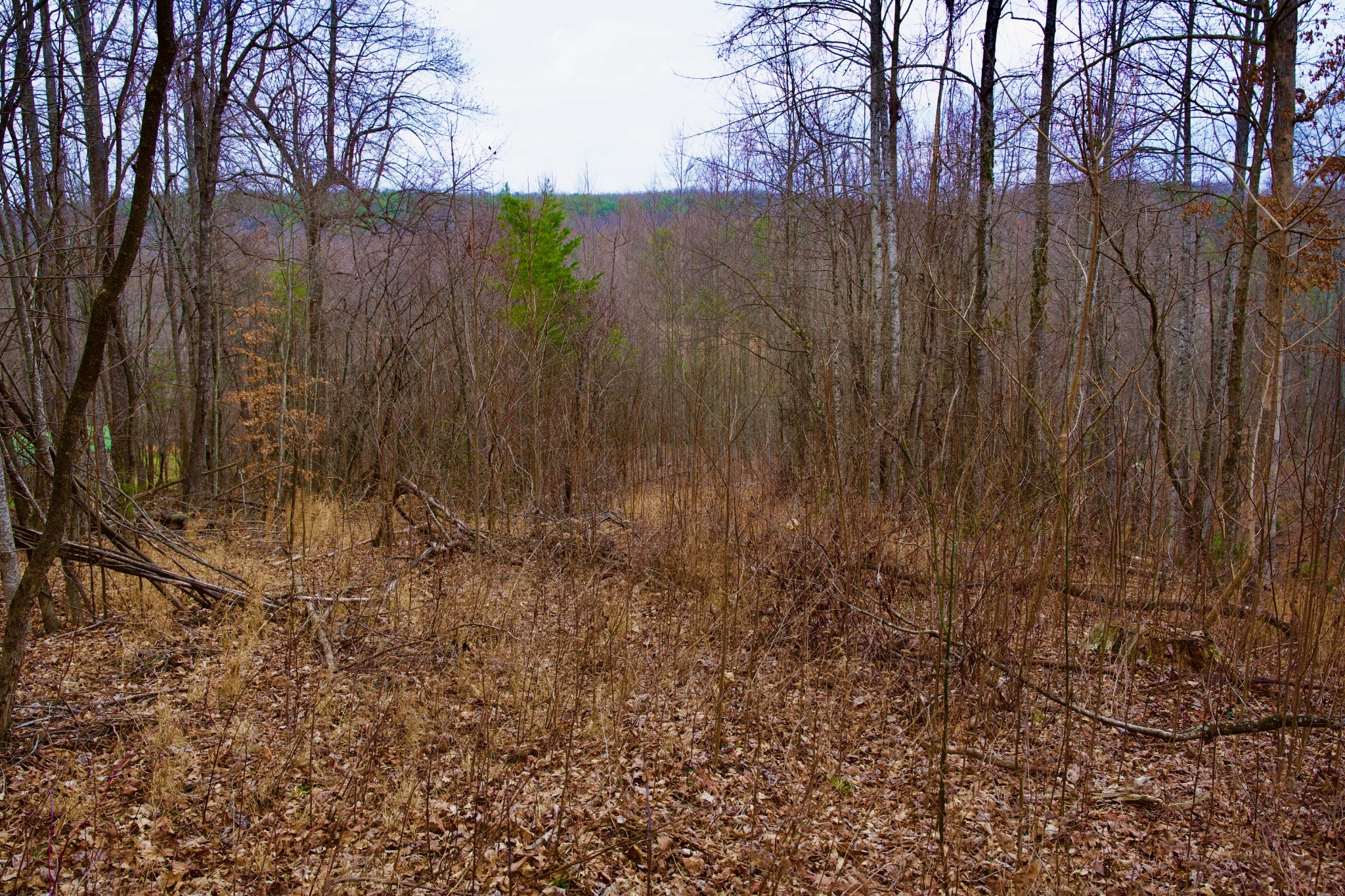 0 Madewell Road Spencer TN 38585
