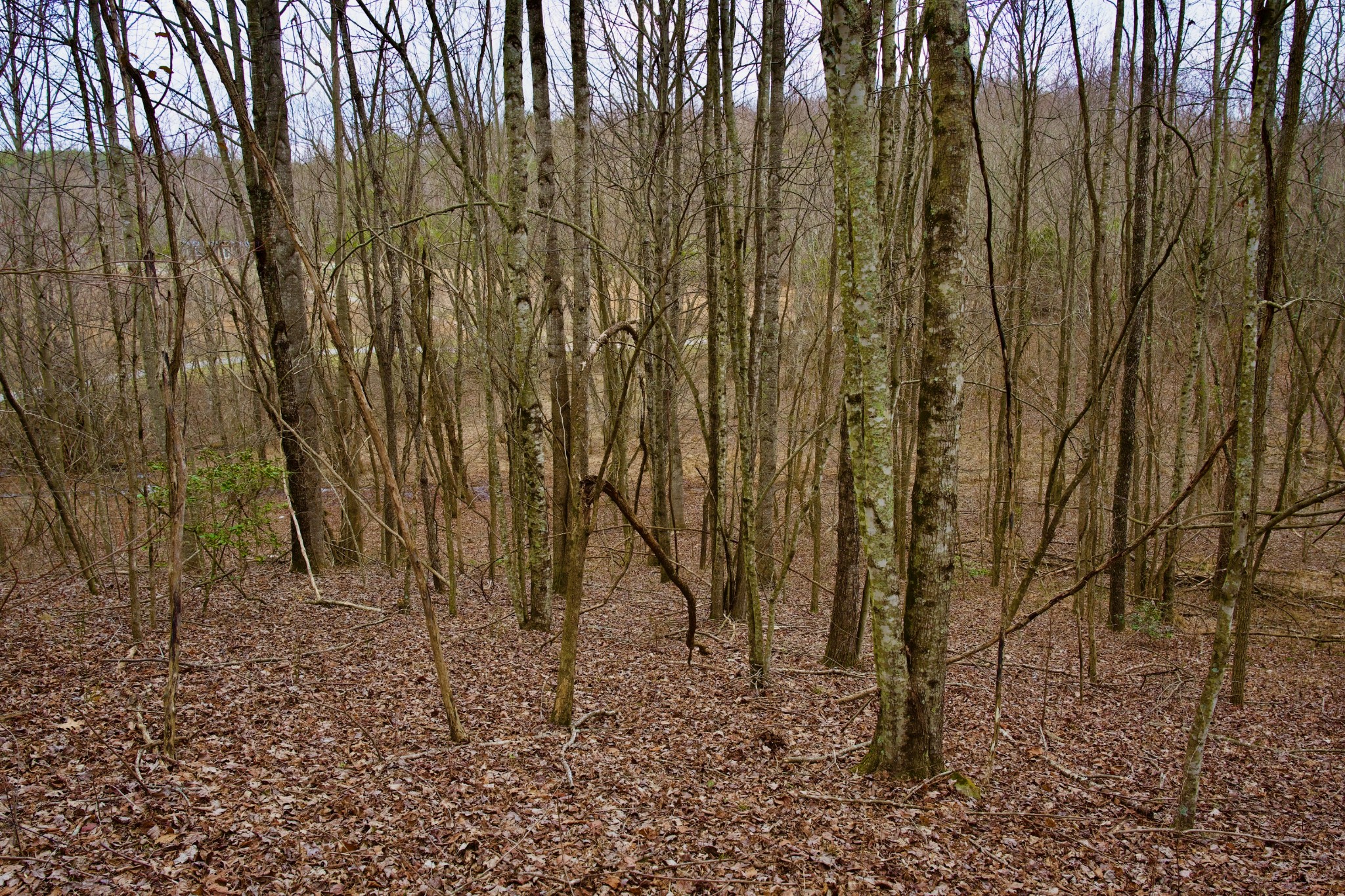 0 Madewell Road Spencer TN 38585