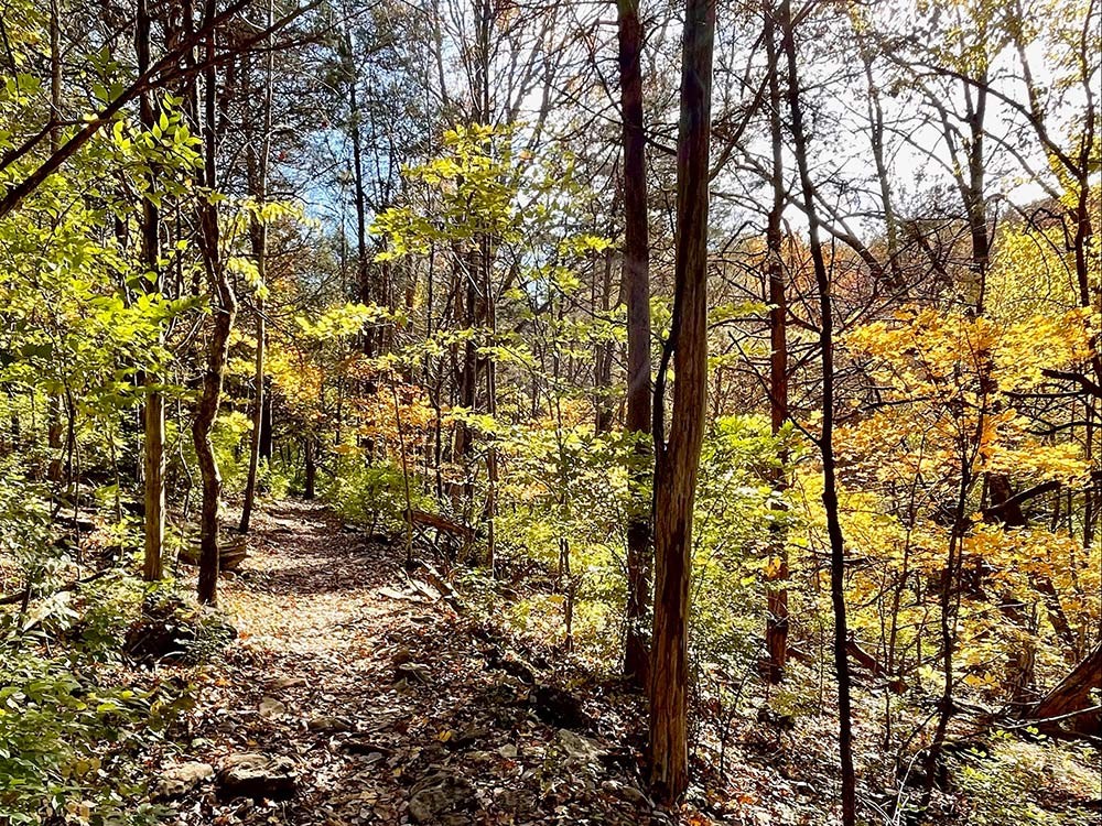 206 Pearl Street Franklin TN 37064