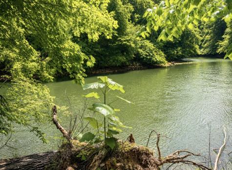 0 Elklore Avenue Estill Springs TN 37330