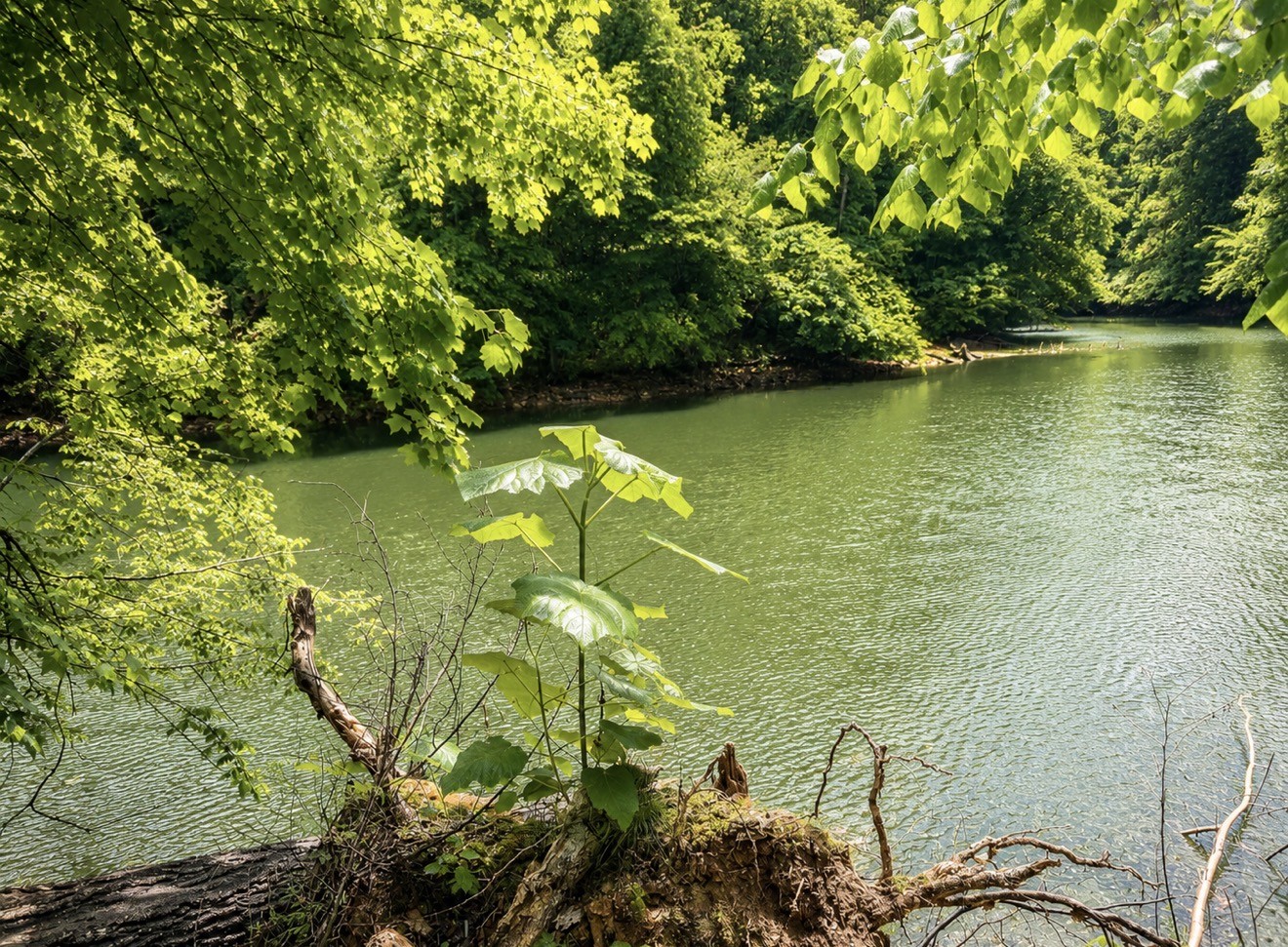 0 Elklore Avenue Estill Springs TN 37330