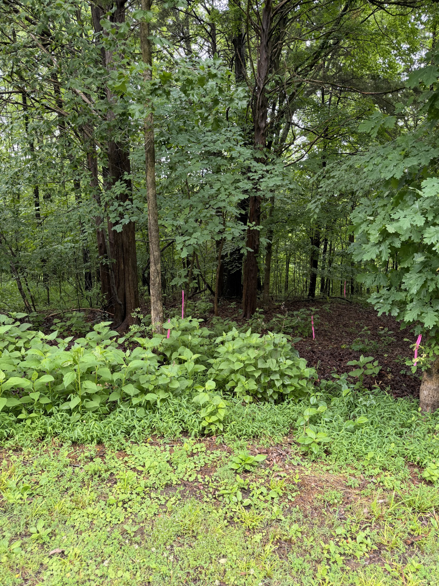 0 Elklore Avenue Estill Springs TN 37330