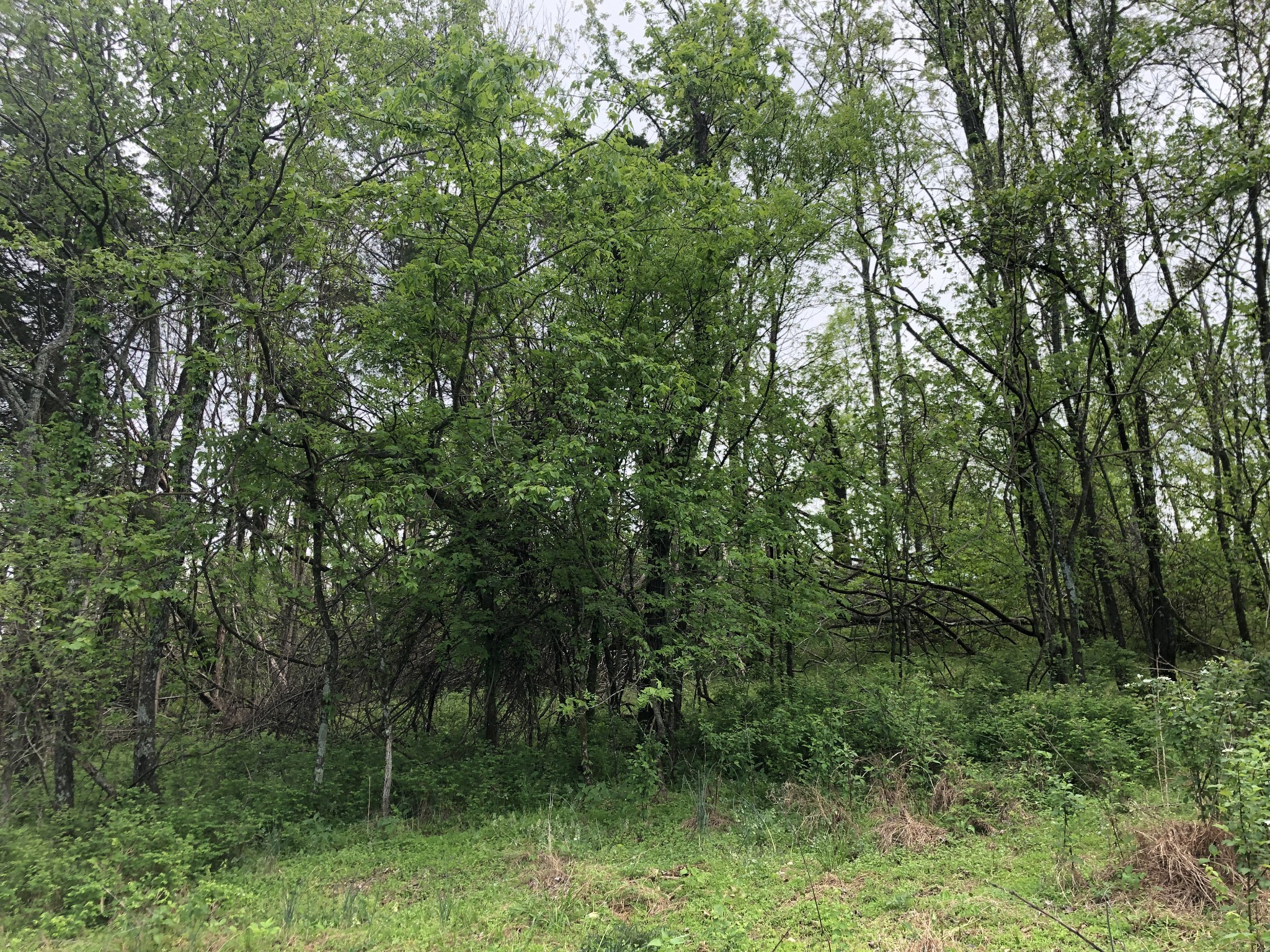 0 Old Highway 99 Columbia TN 38401