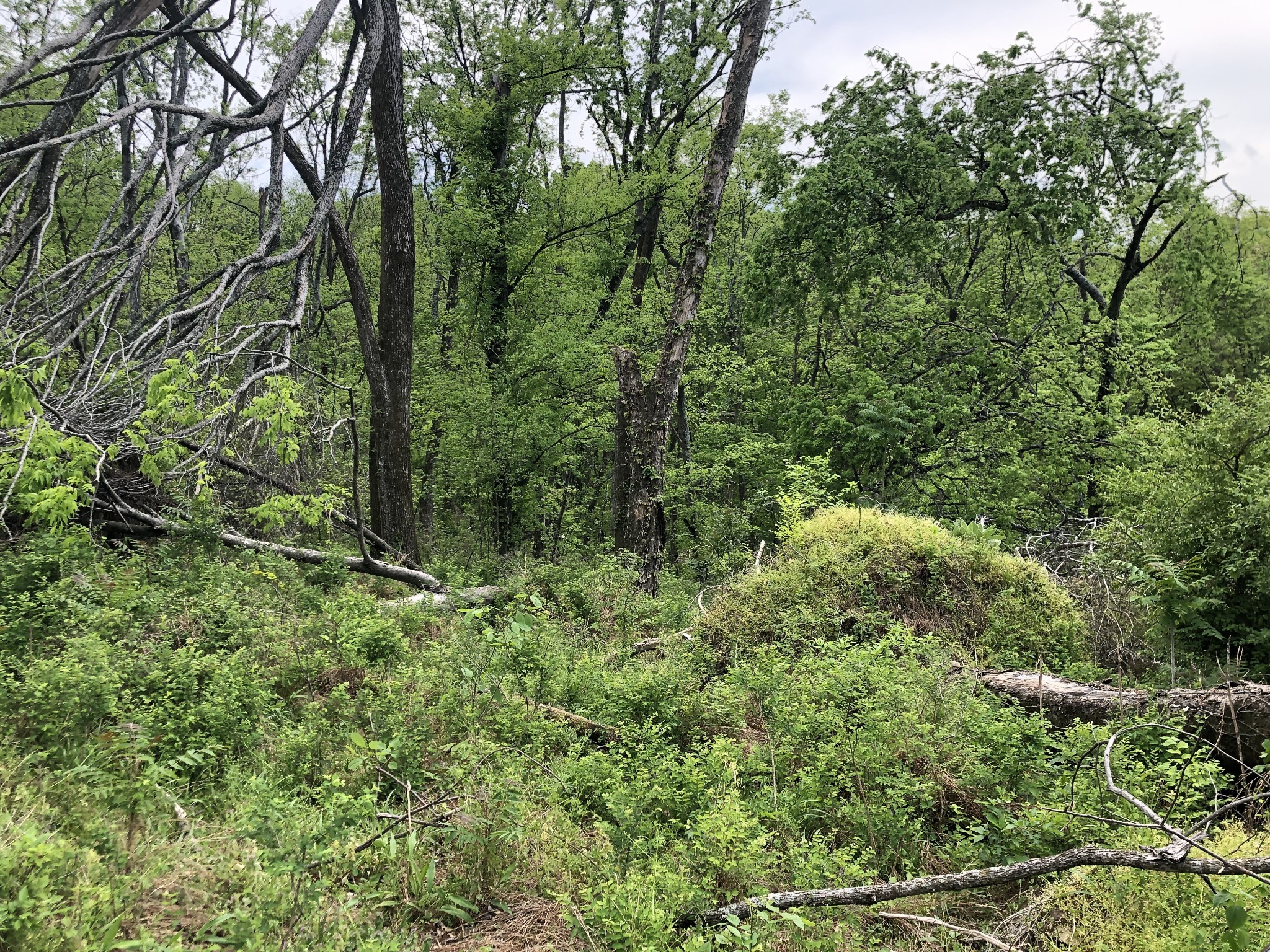 0 Old Highway 99 Columbia TN 38401