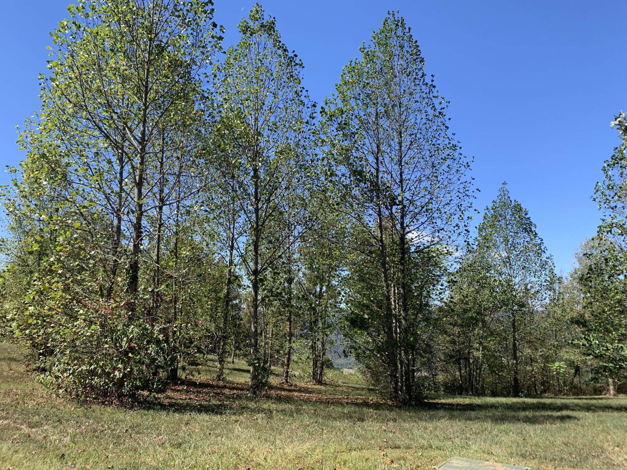 1130 Sunset Circle Jasper TN 37347