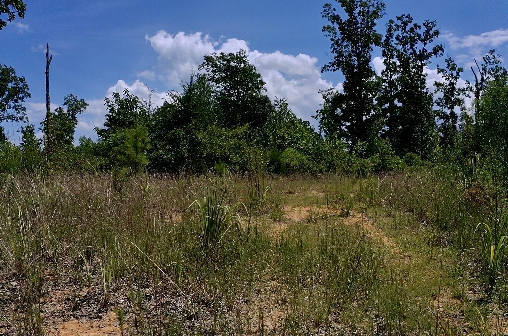 0 Mouse Tail Road Parsons TN 38363