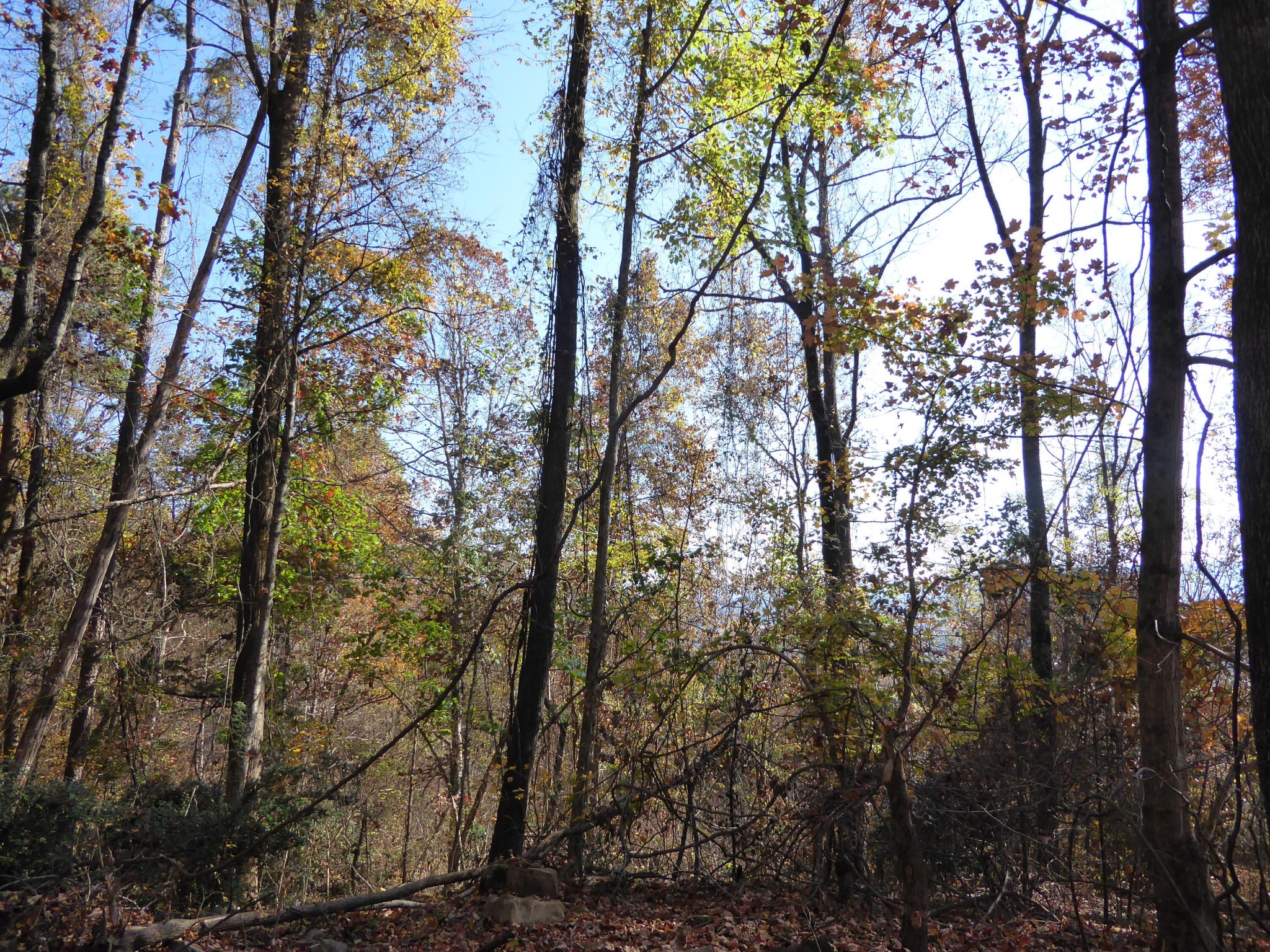 0 Laurel Avenue South Pittsburg TN 37380