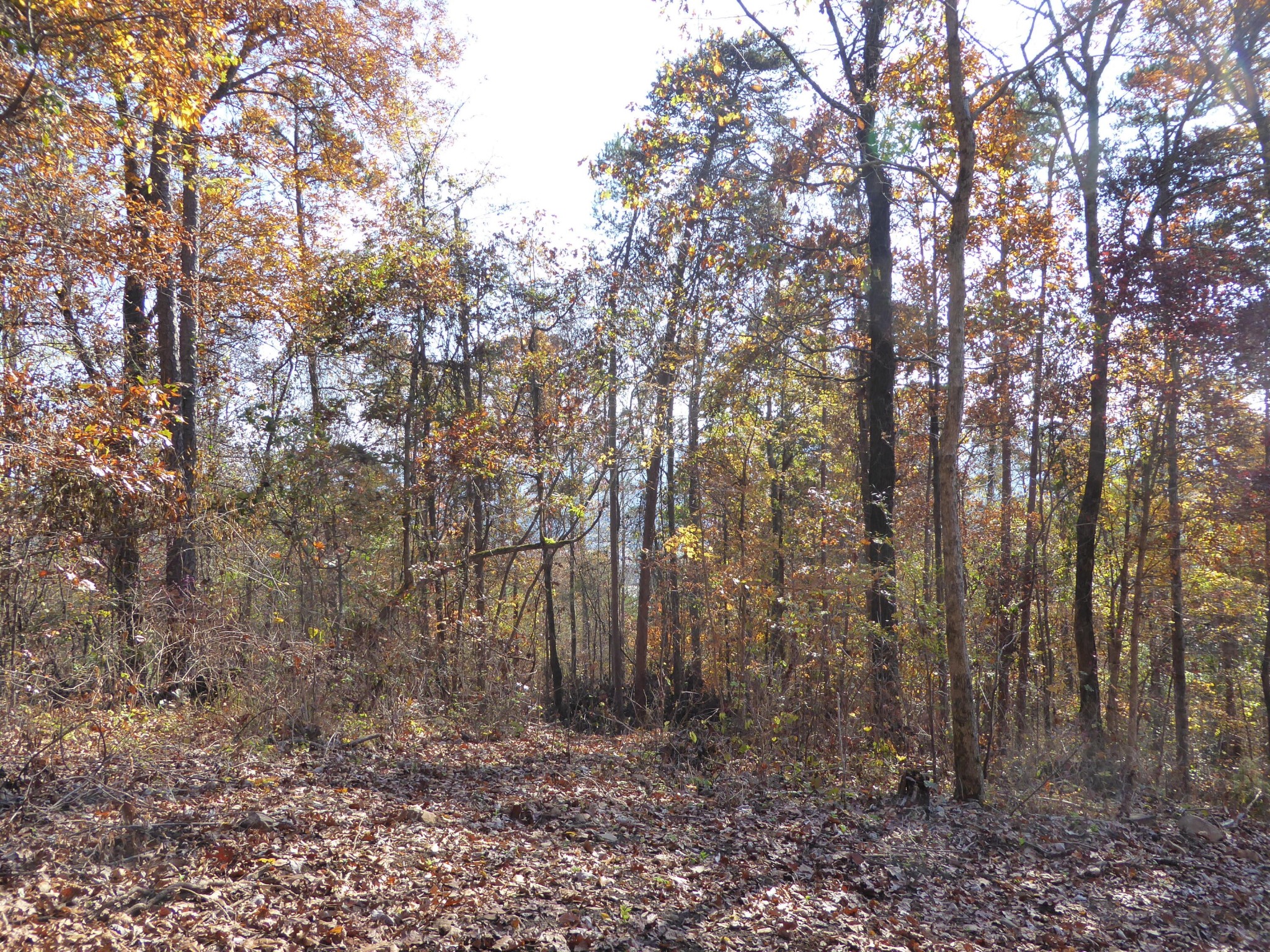 0 Laurel Avenue South Pittsburg TN 37380