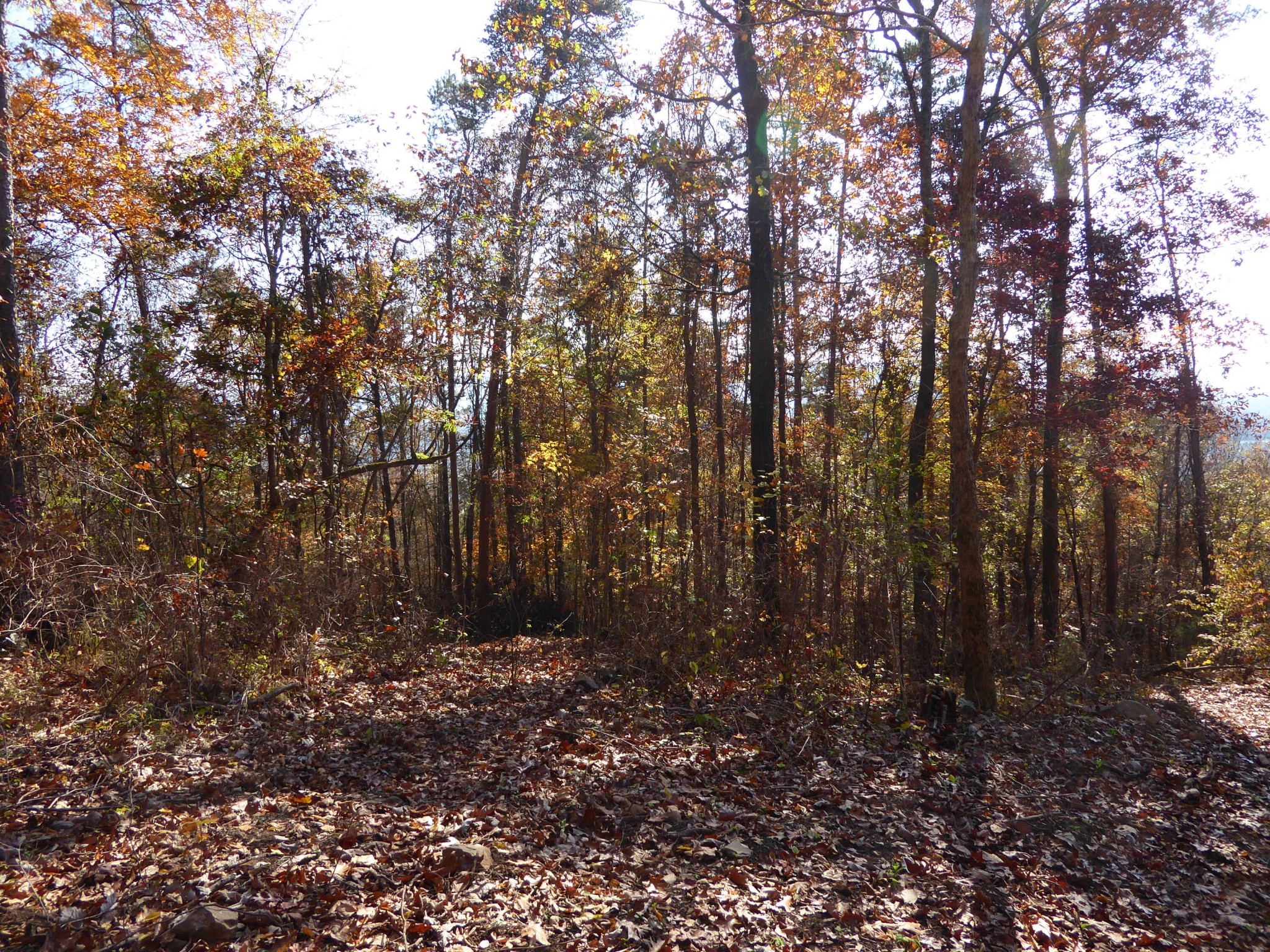 0 Laurel Avenue South Pittsburg TN 37380