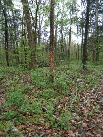 0 Sugar Ridge Spring Hill TN 37174