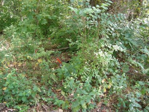 0 Sugar Ridge Spring Hill TN 37174