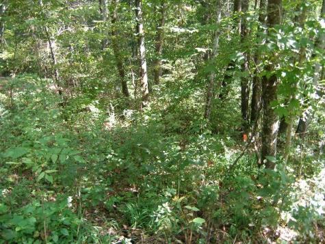 0 Sugar Ridge Spring Hill TN 37174