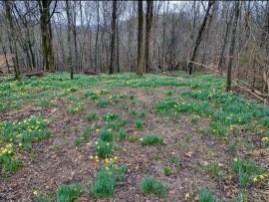 0 Sugar Ridge Spring Hill TN 37174