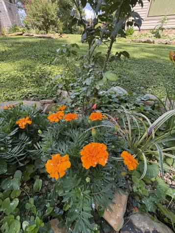 137 Lake Shore Boulevard Coalmont TN 37313