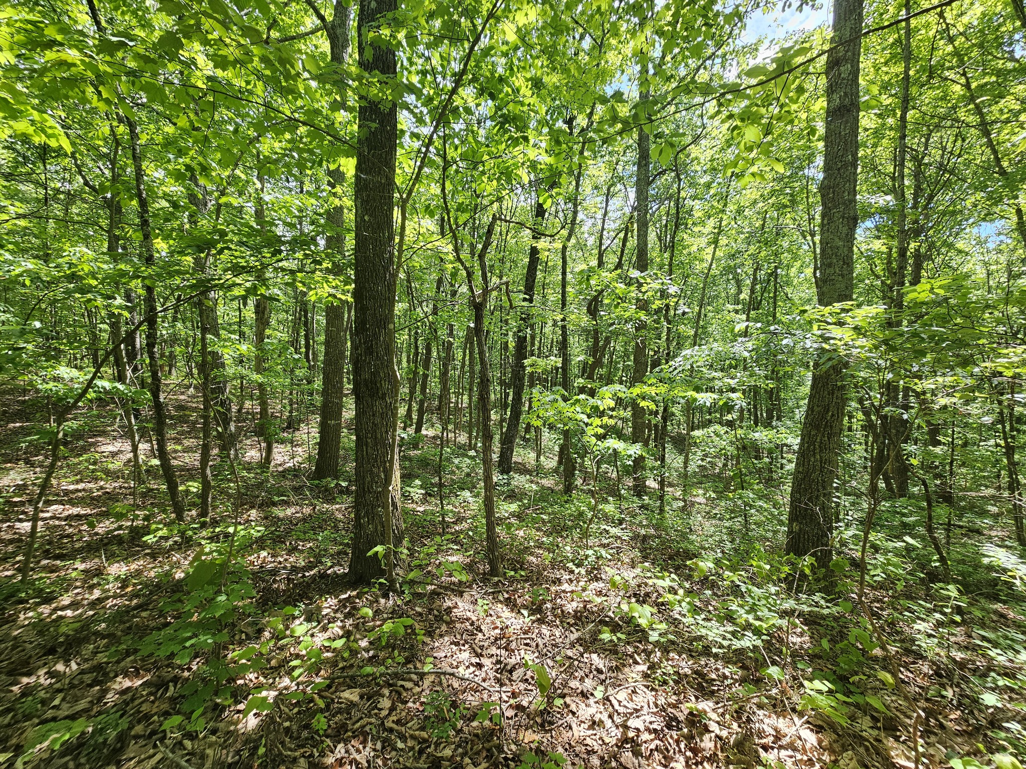 24 Blumont Drive Altamont TN 37301