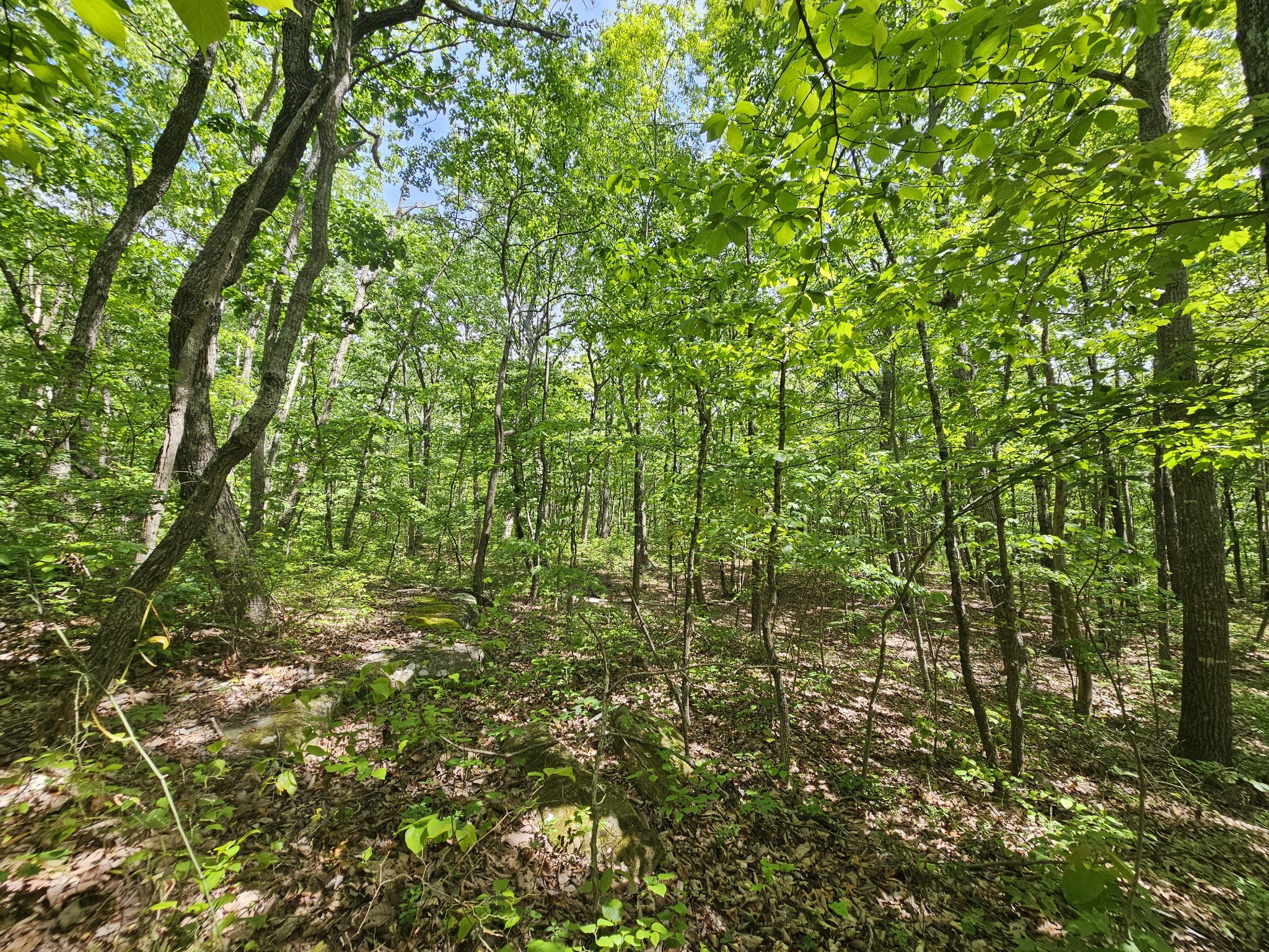 24 Blumont Drive Altamont TN 37301