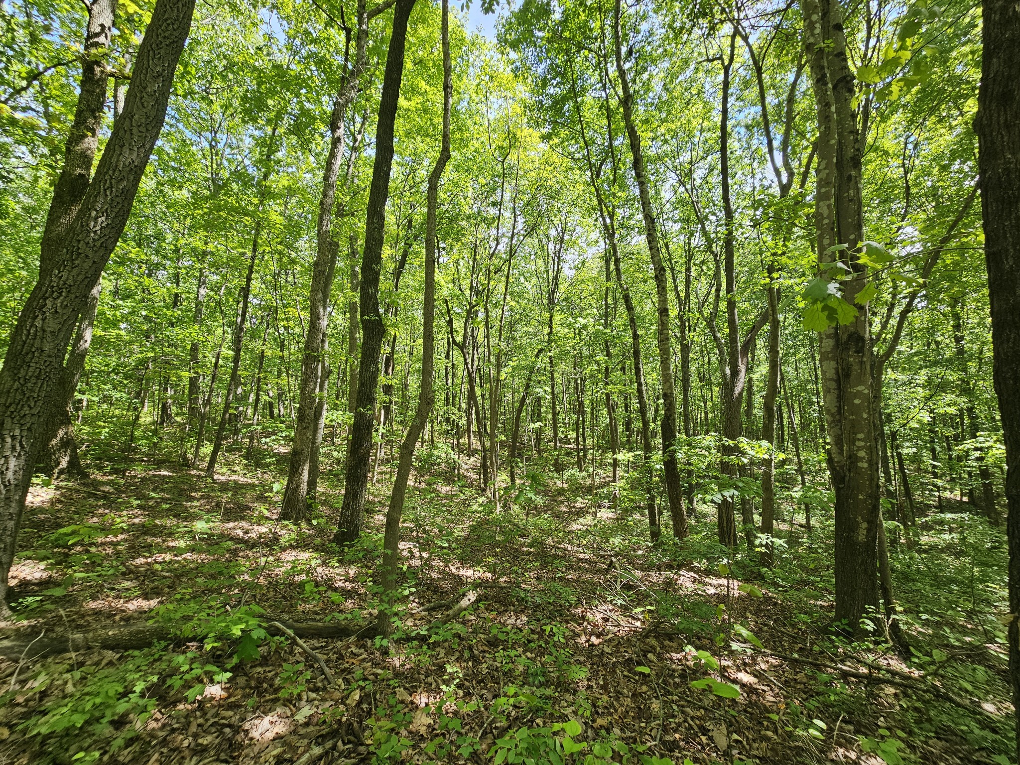 24 Blumont Drive Altamont TN 37301