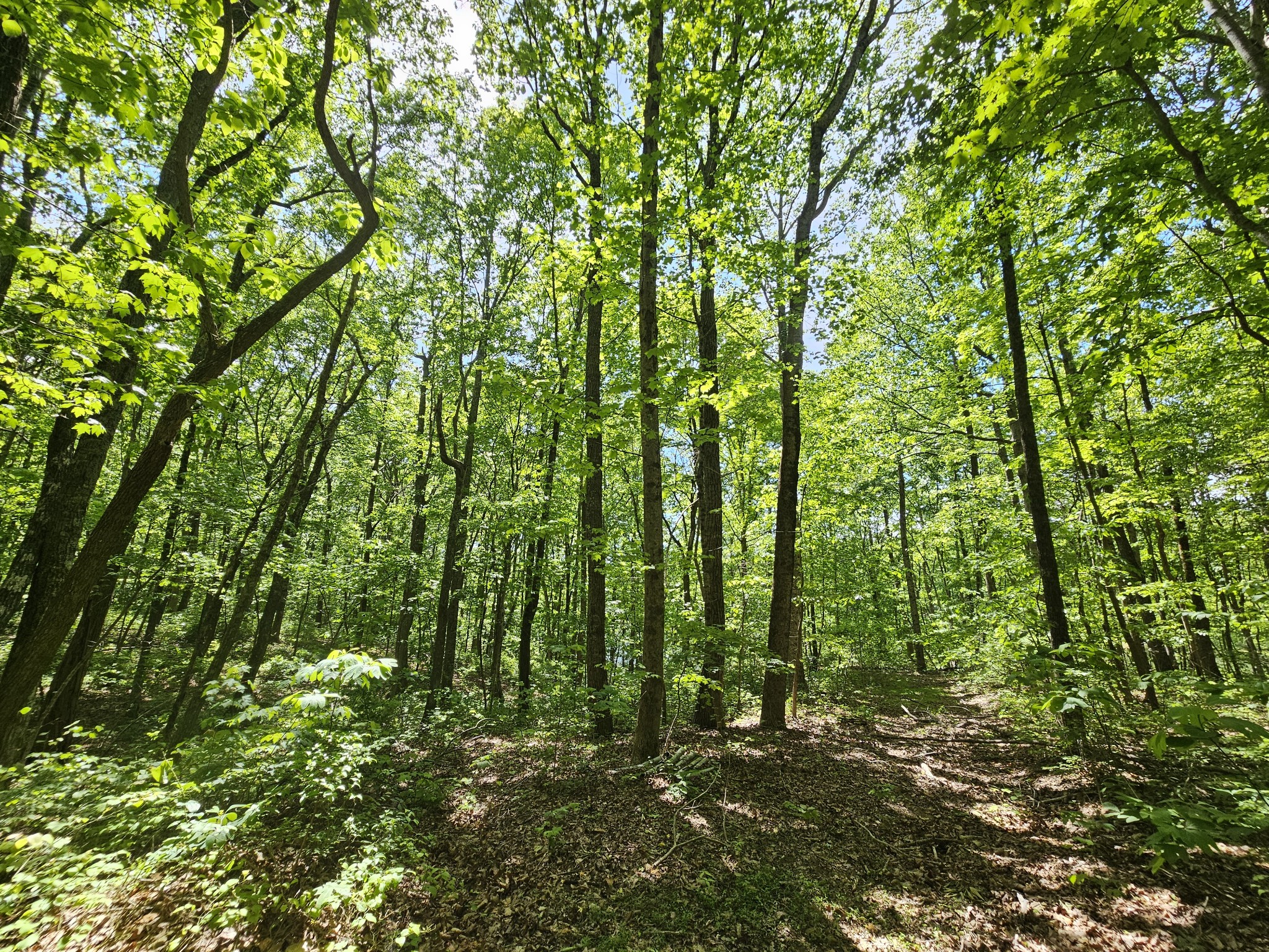 24 Blumont Drive Altamont TN 37301