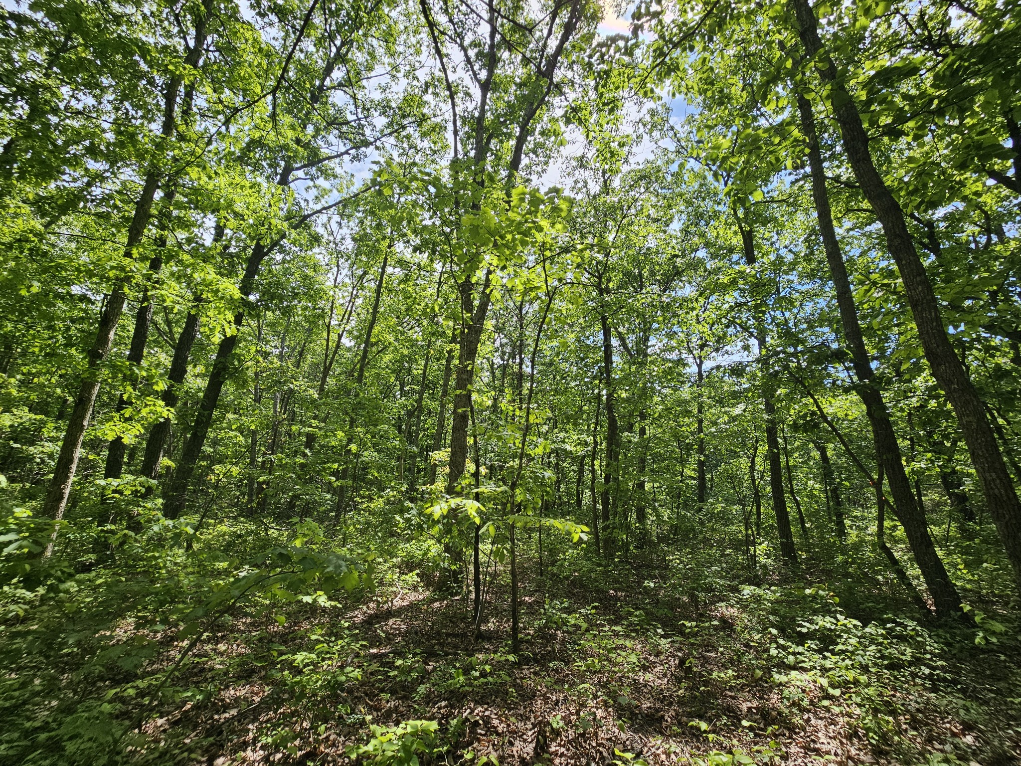 24 Blumont Drive Altamont TN 37301