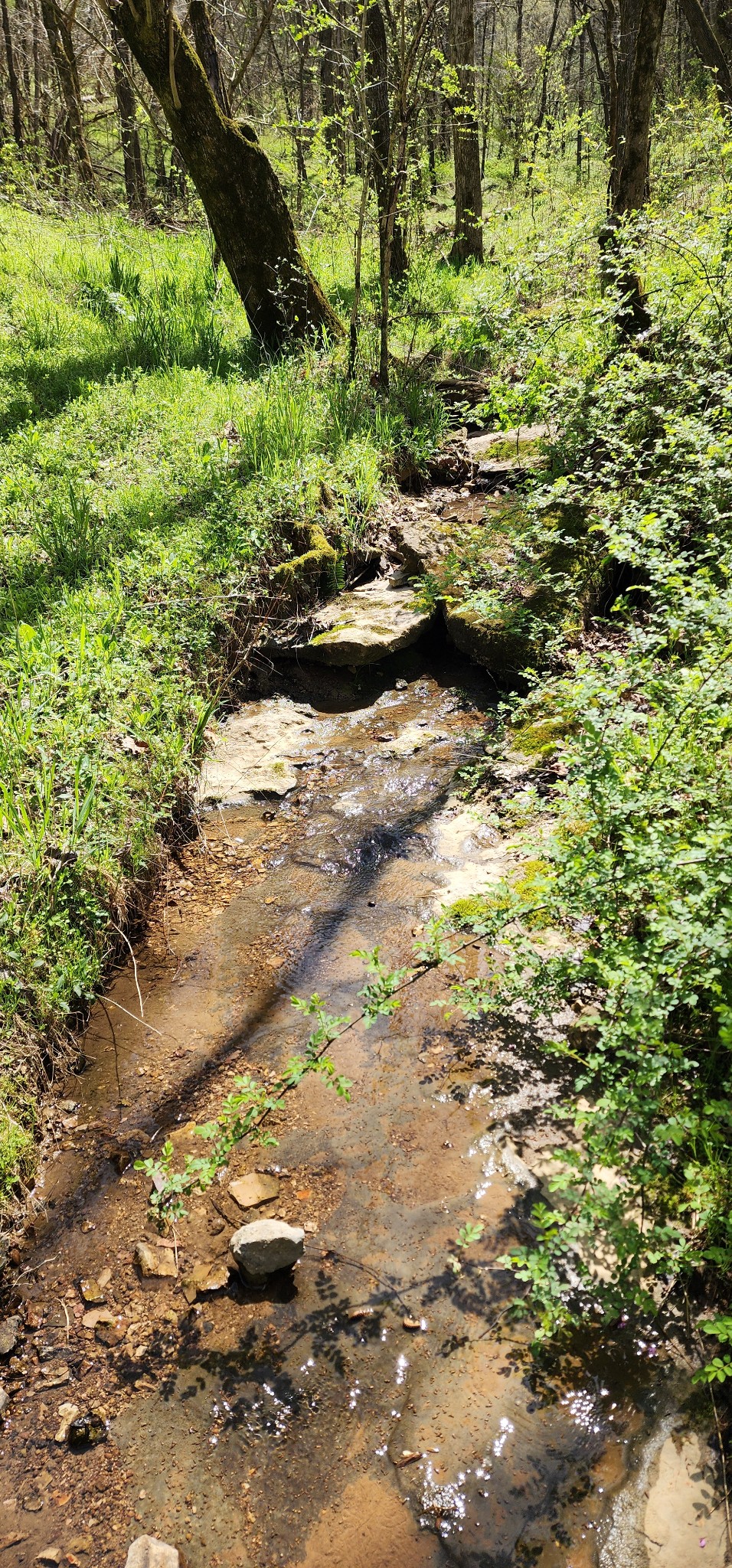 0 Chapman Hollow Road Dowelltown TN 37059
