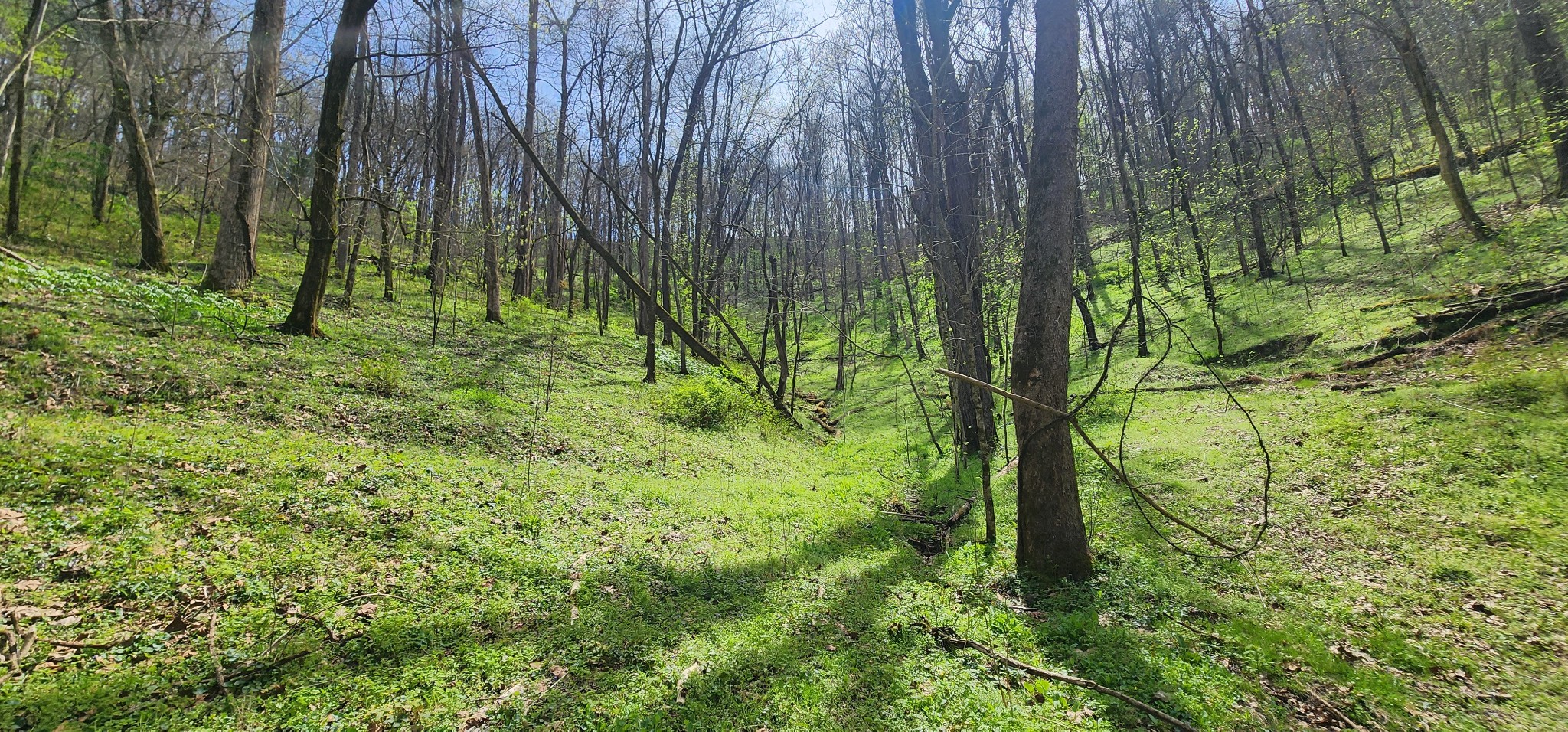 0 Chapman Hollow Road Dowelltown TN 37059