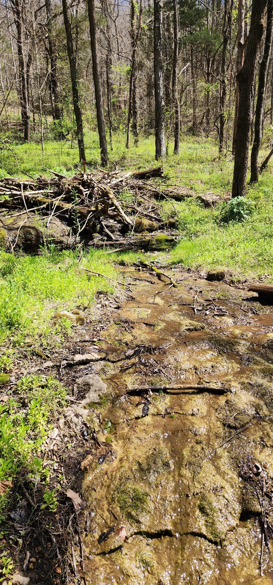0 Chapman Hollow Road Dowelltown TN 37059