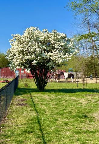105 Brooklawn Drive White House TN 37188