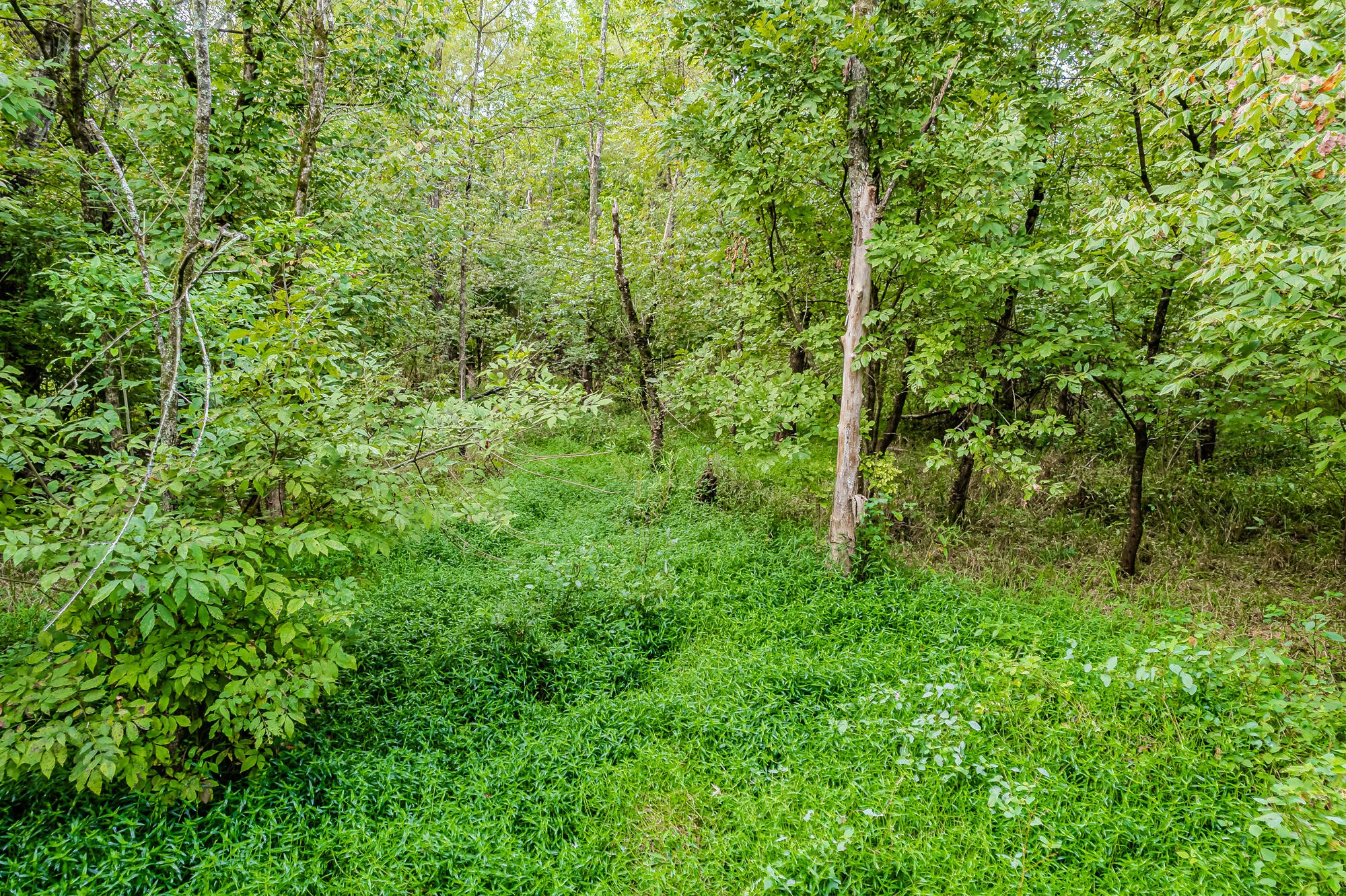 0 County Road 432 Englewood TN 37329