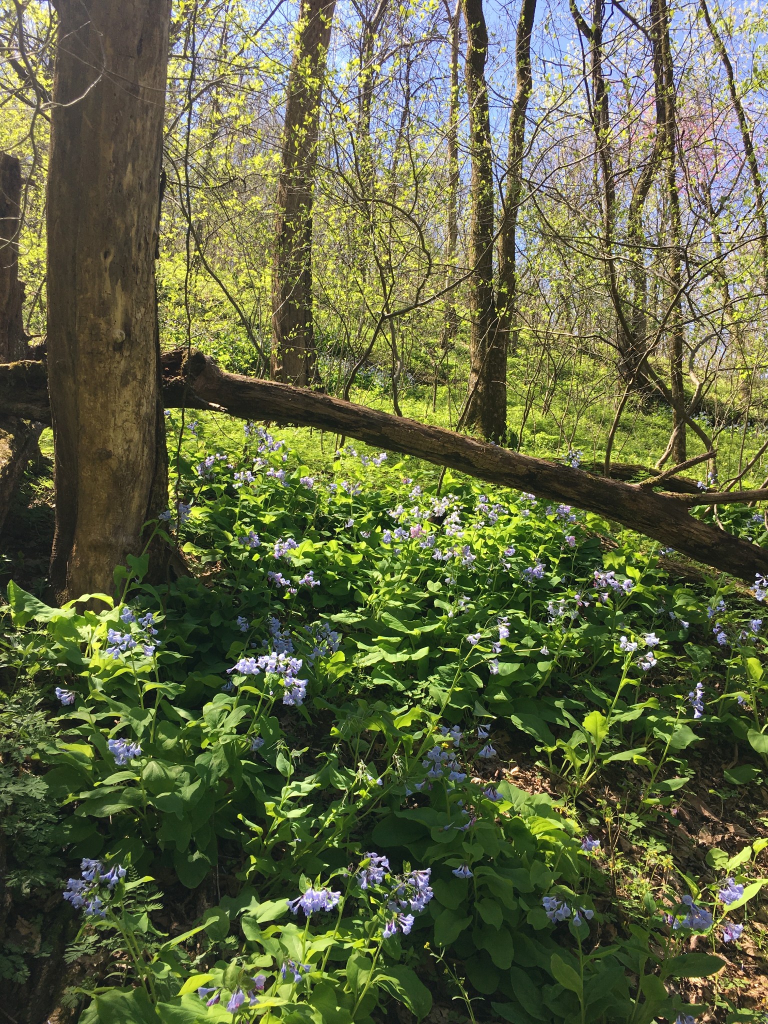 0 Rutherford Lane Smithville TN 37166