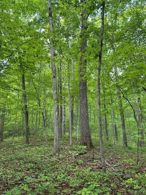 142 Cole Road Deer Lodge TN 37726