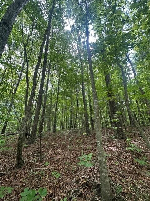 142 Cole Road Deer Lodge TN 37726